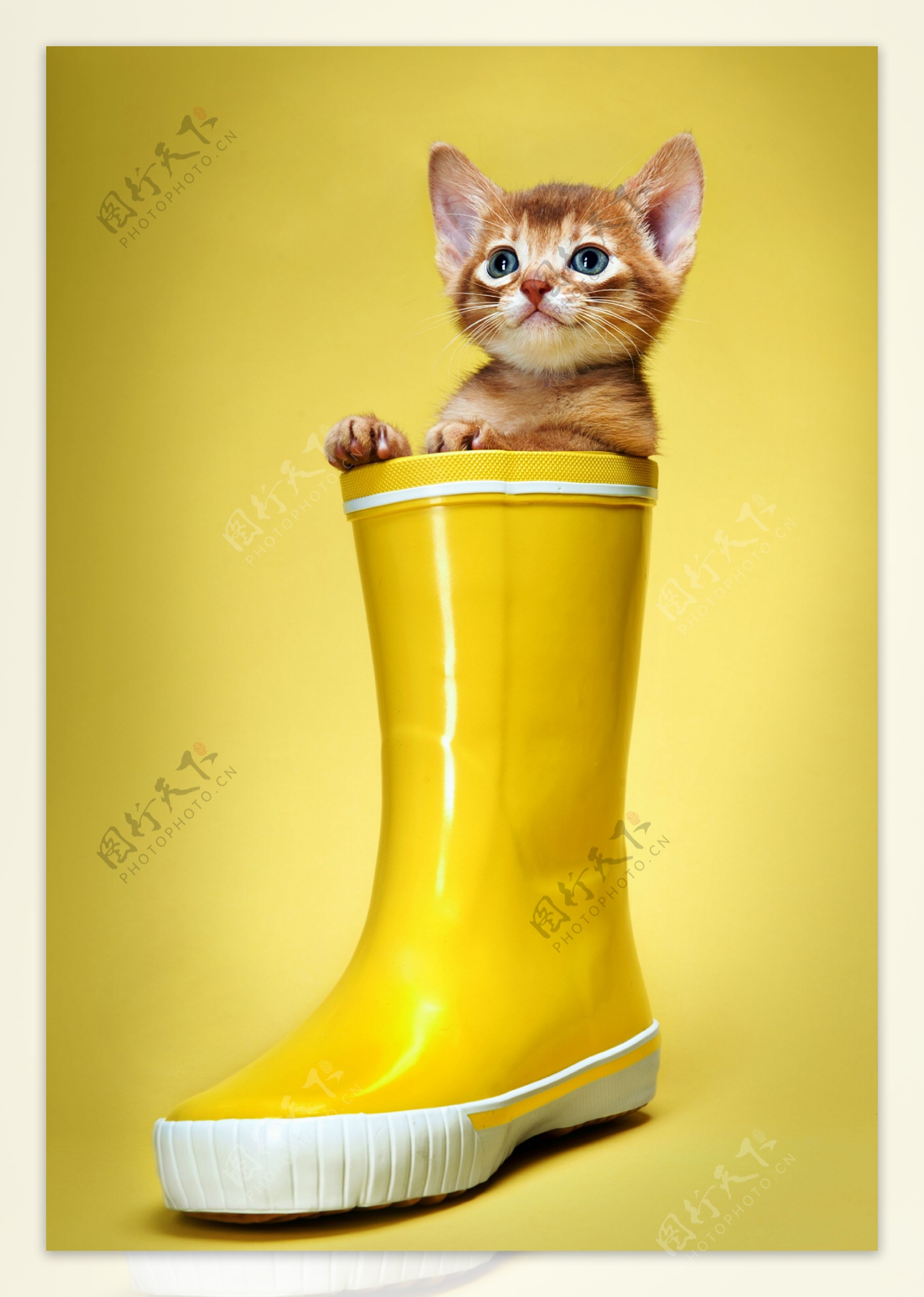 雨靴的小猫