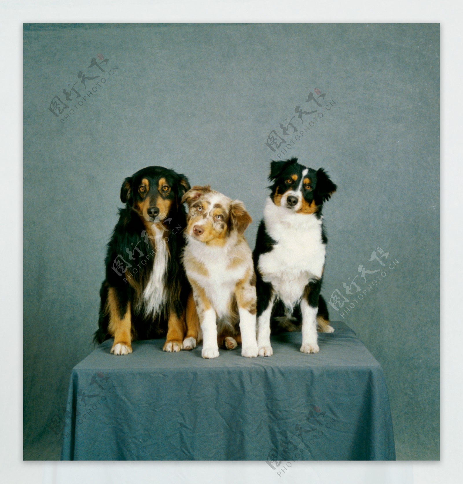 可爱的三只小狗摄影