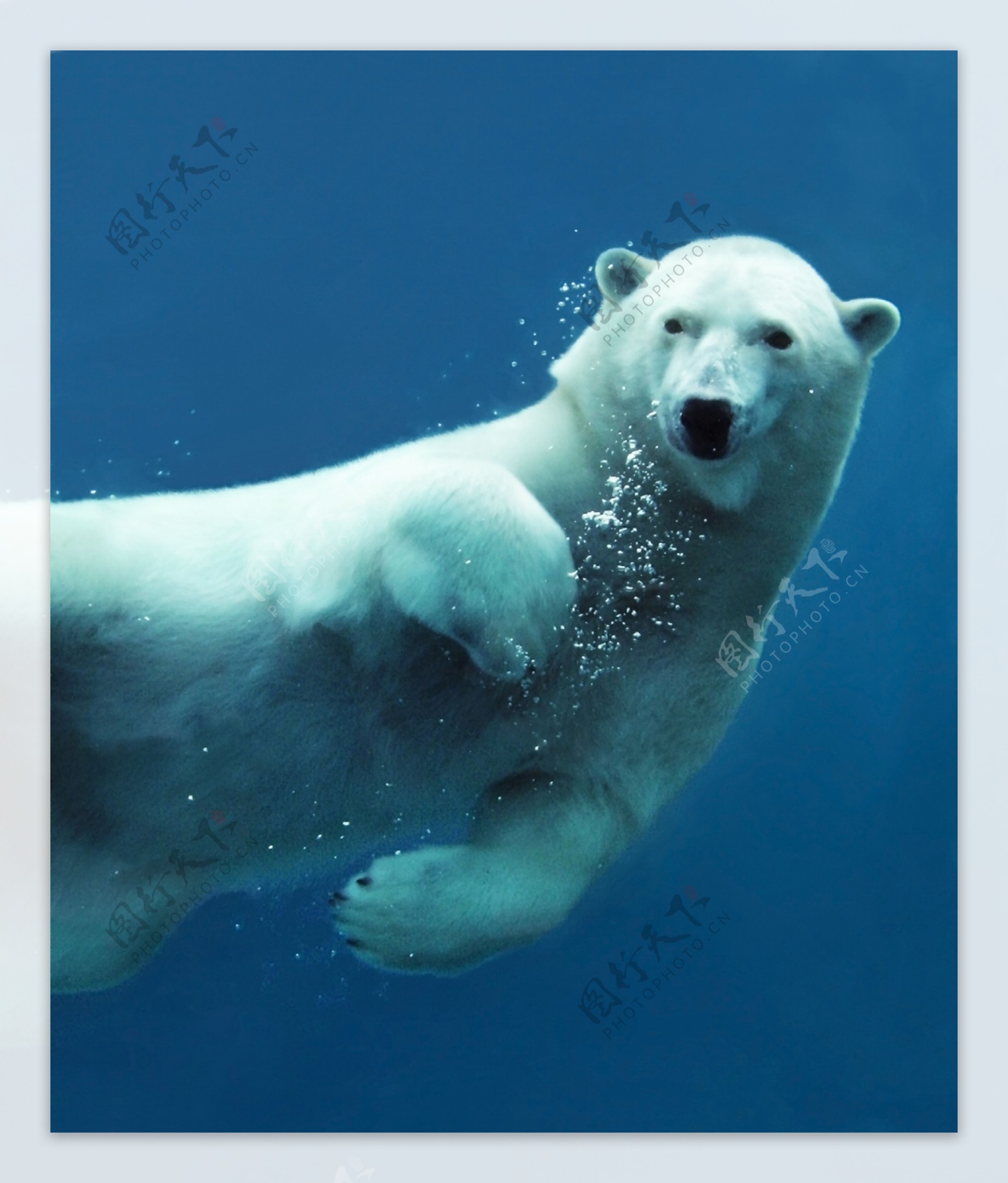 水中的北极熊