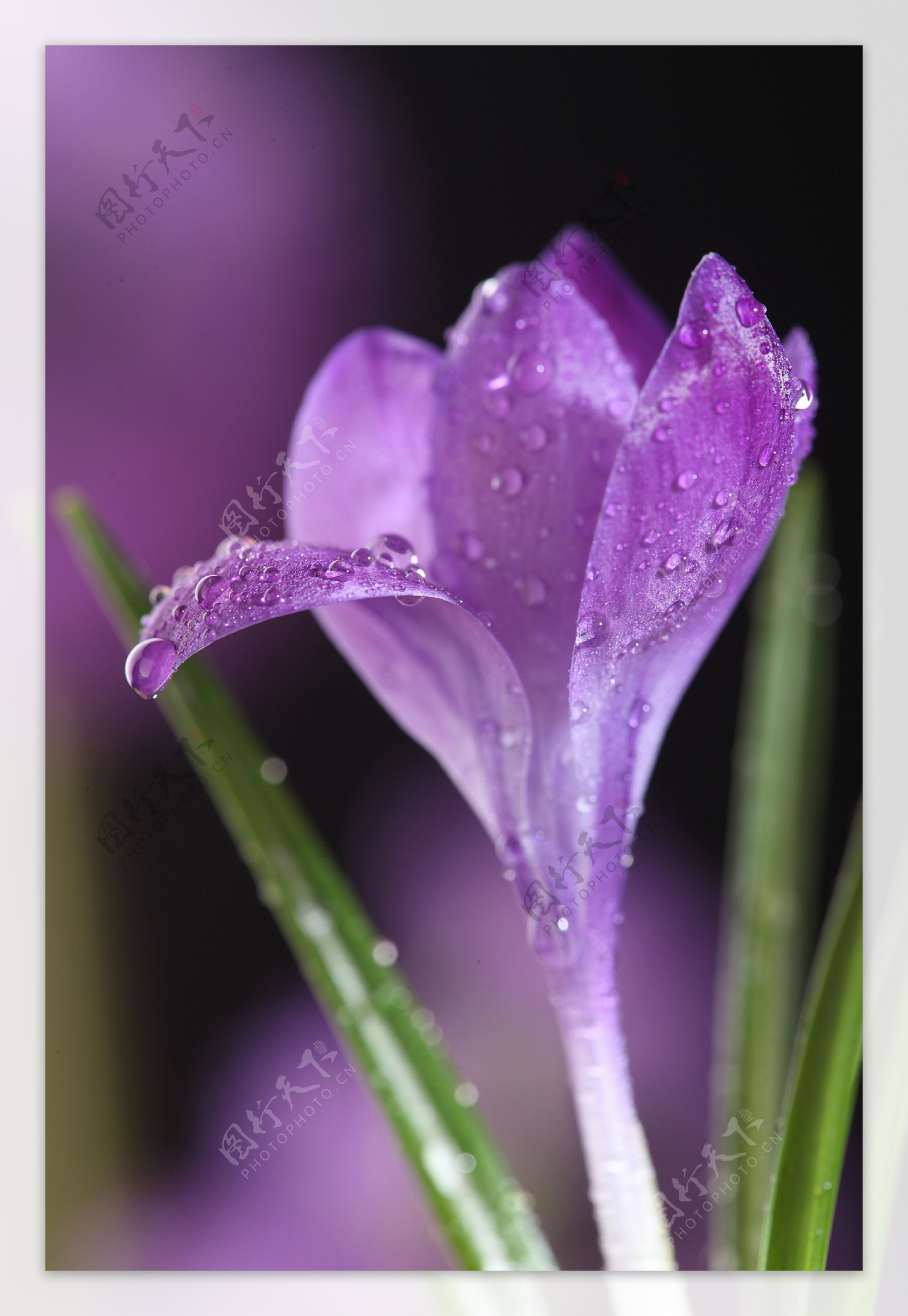 紫色鲜花摄影