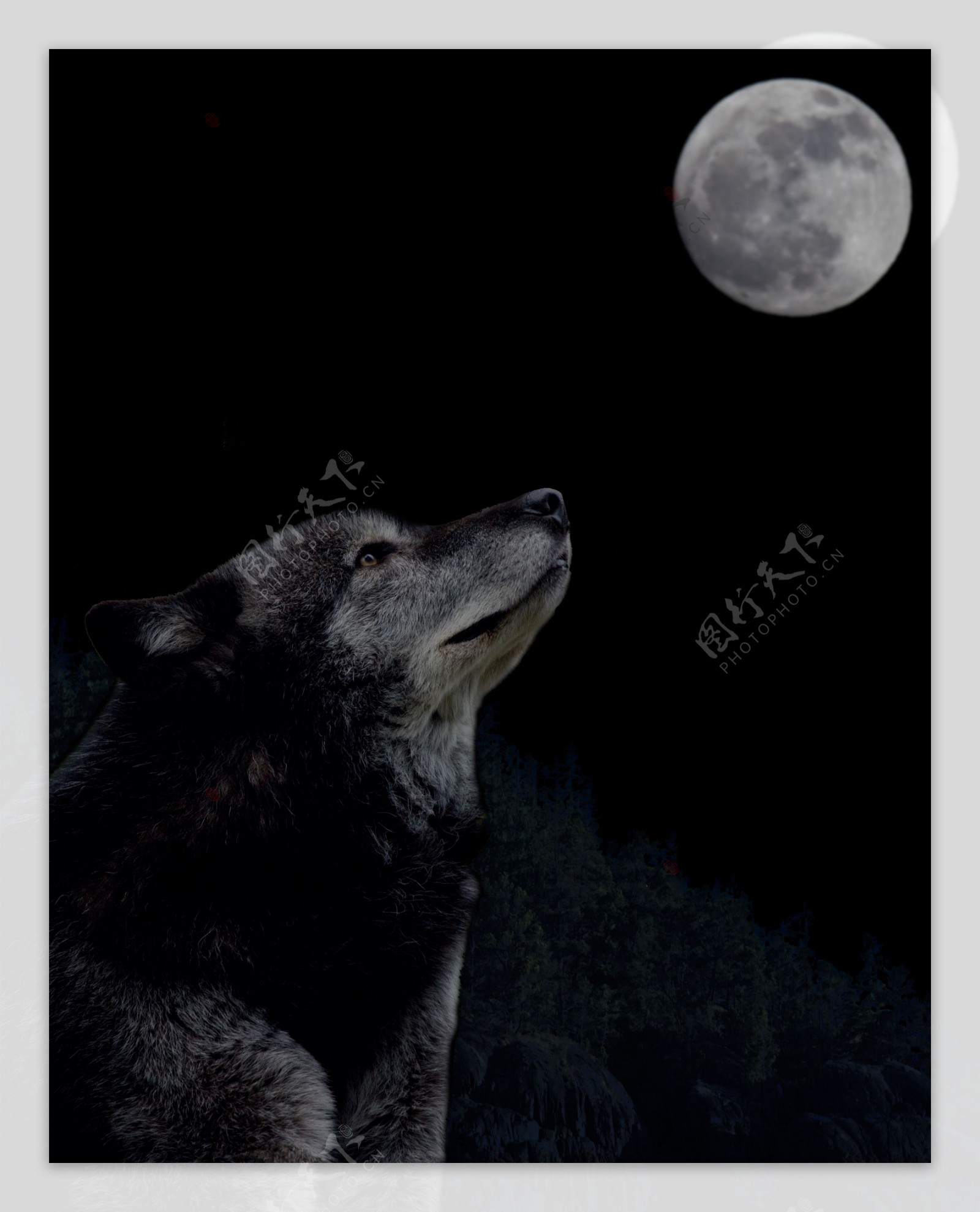 看月亮的狼