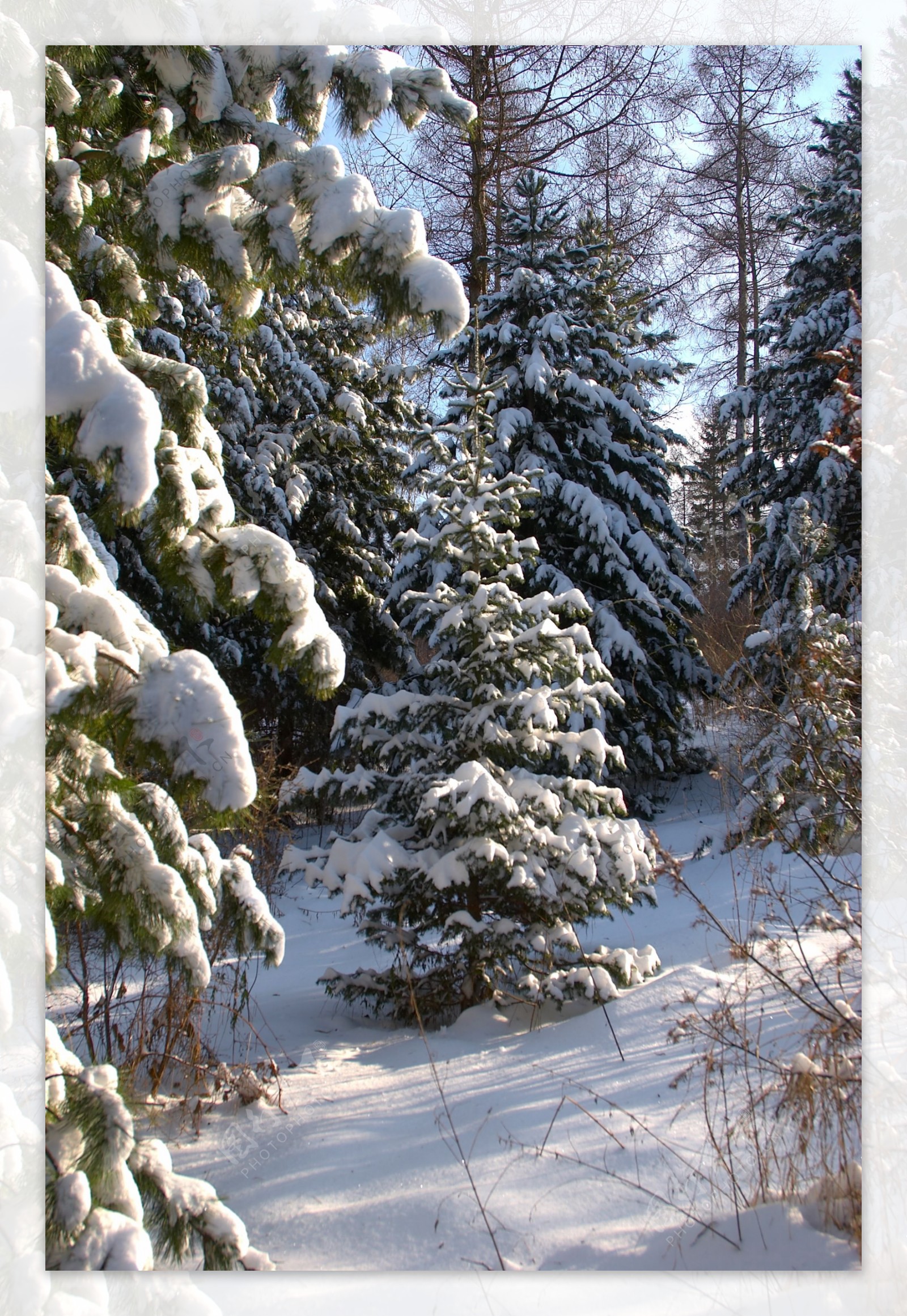 冬天树林雪景