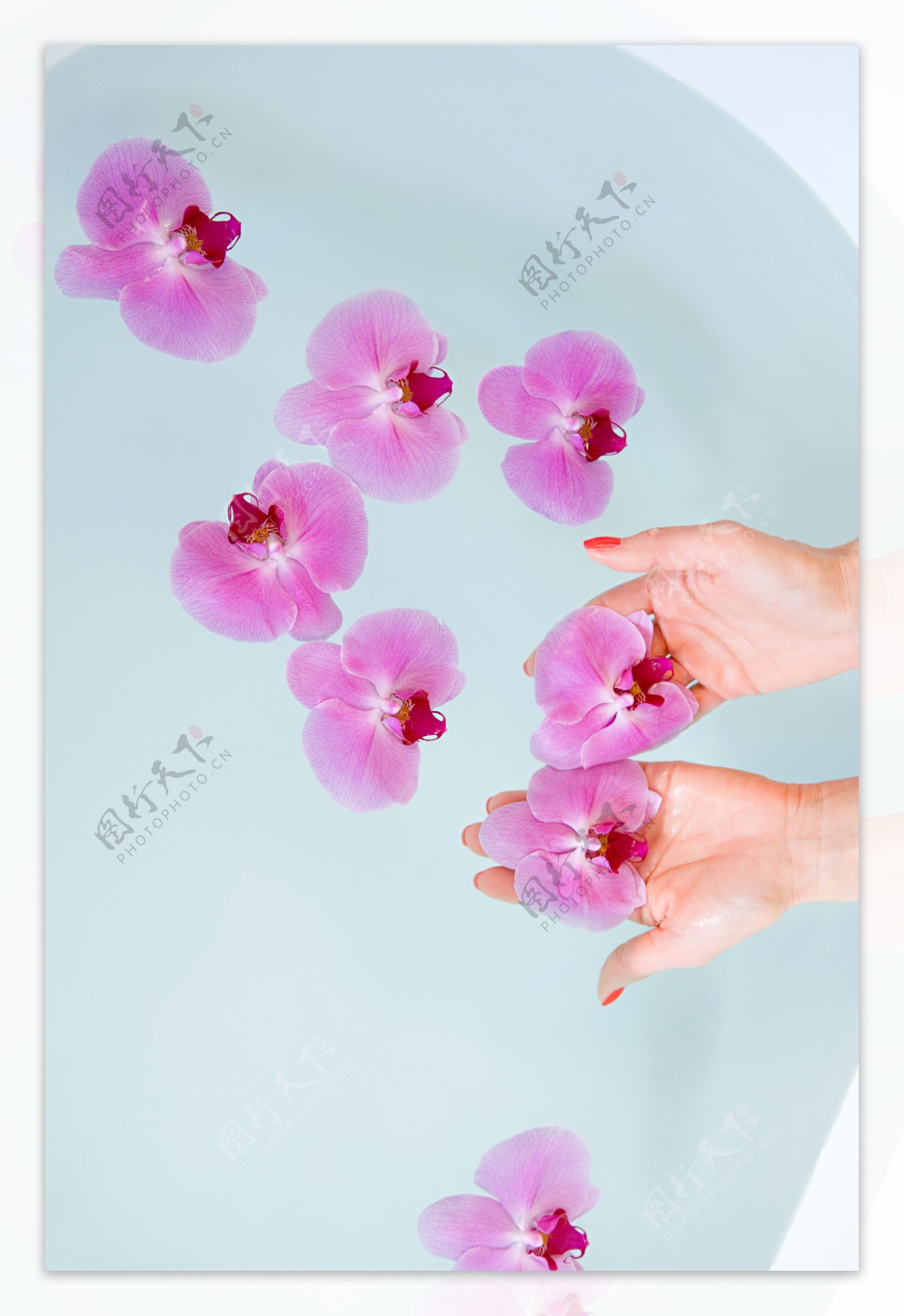 放花瓣SPA沐浴高清素材图片