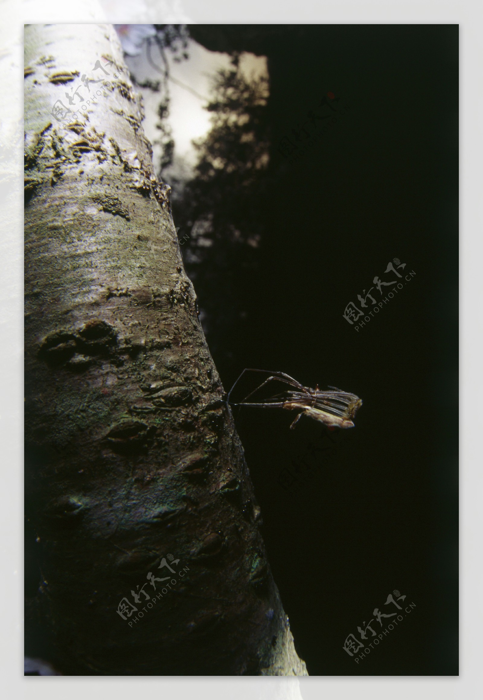 树杆上的昆虫摄影