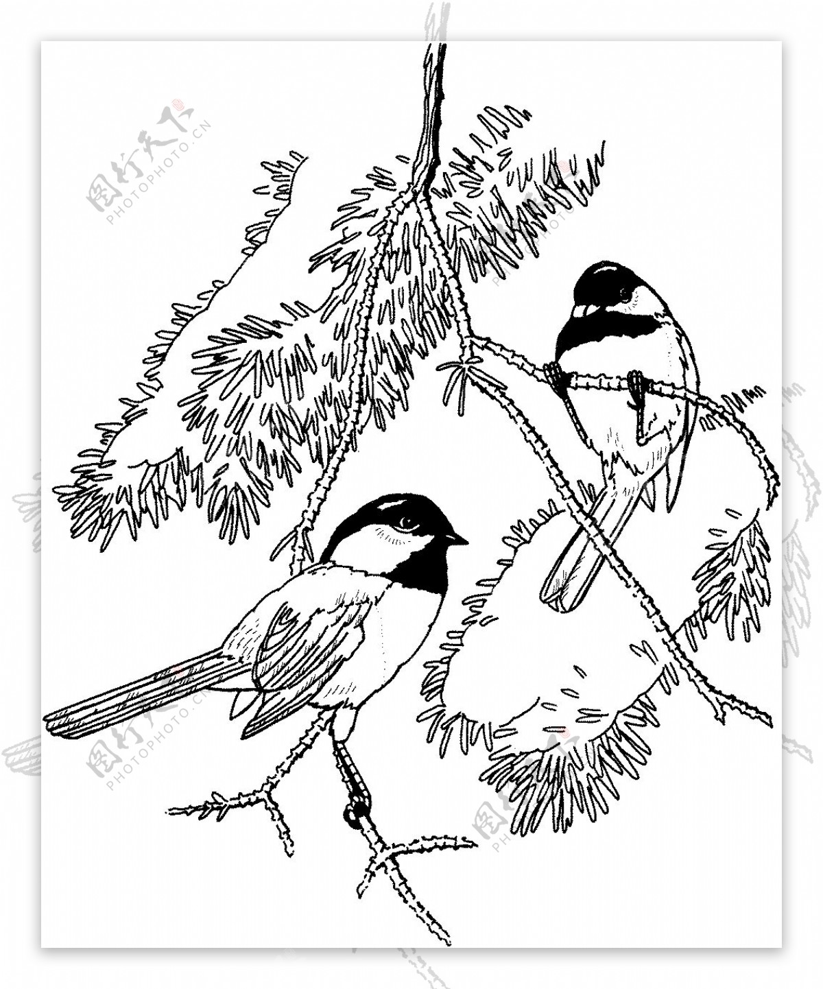 鸟类素描动物素描图片素材-编号26394765-图行天下