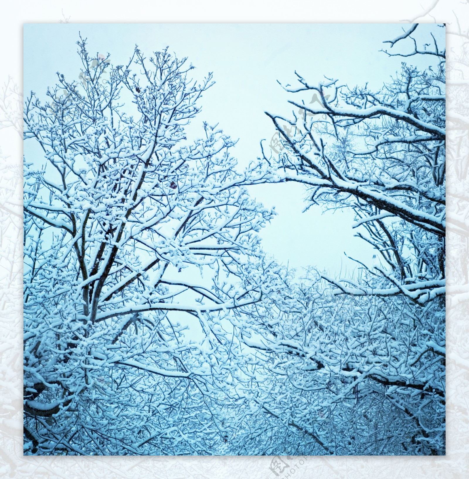冬天树枝上的雪