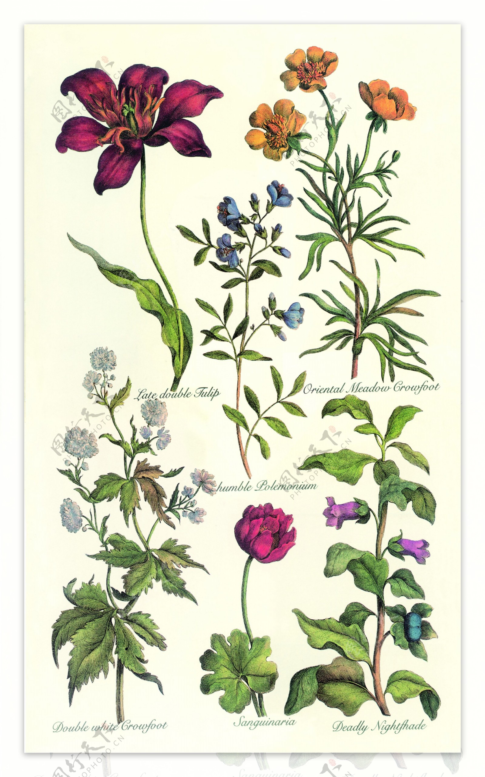 油画花卉植物图片