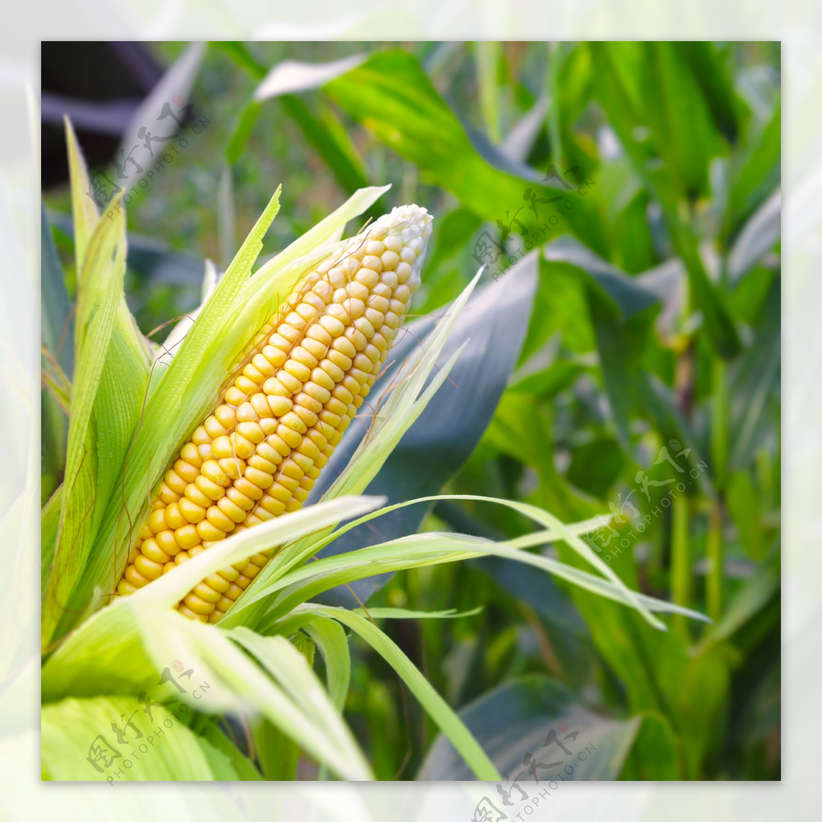 玉米摄影图