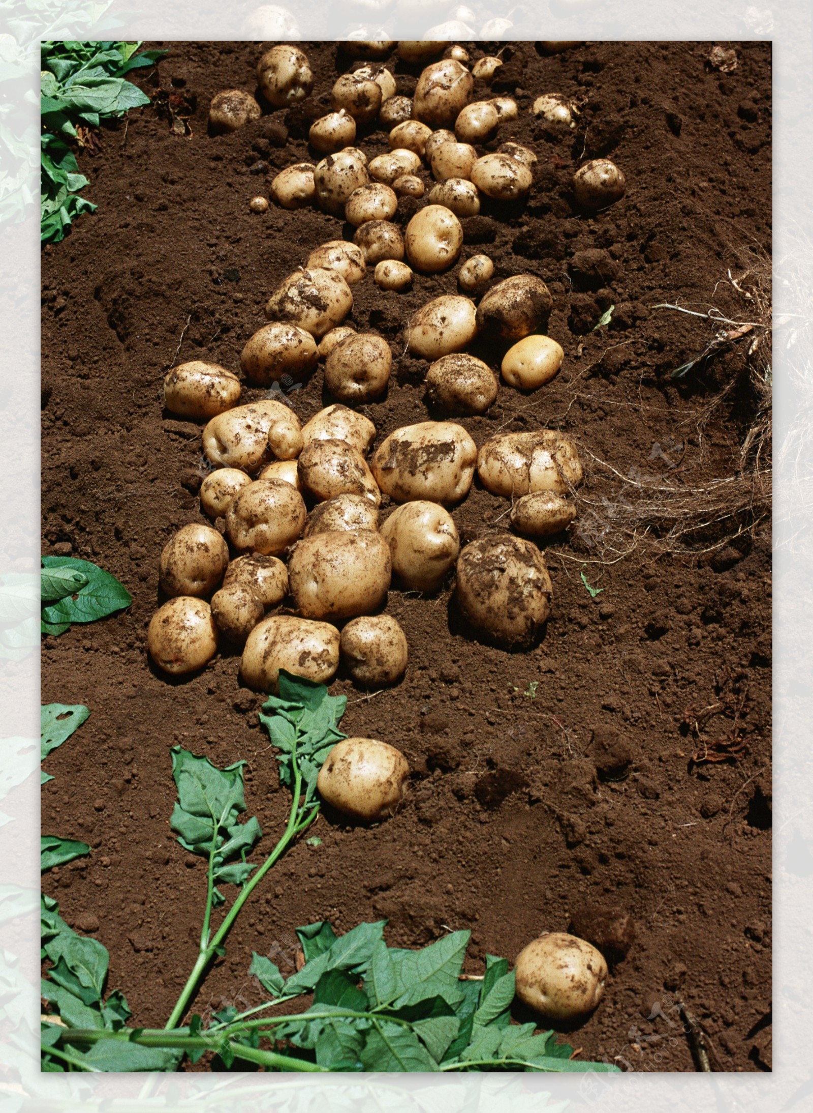 地里的土豆