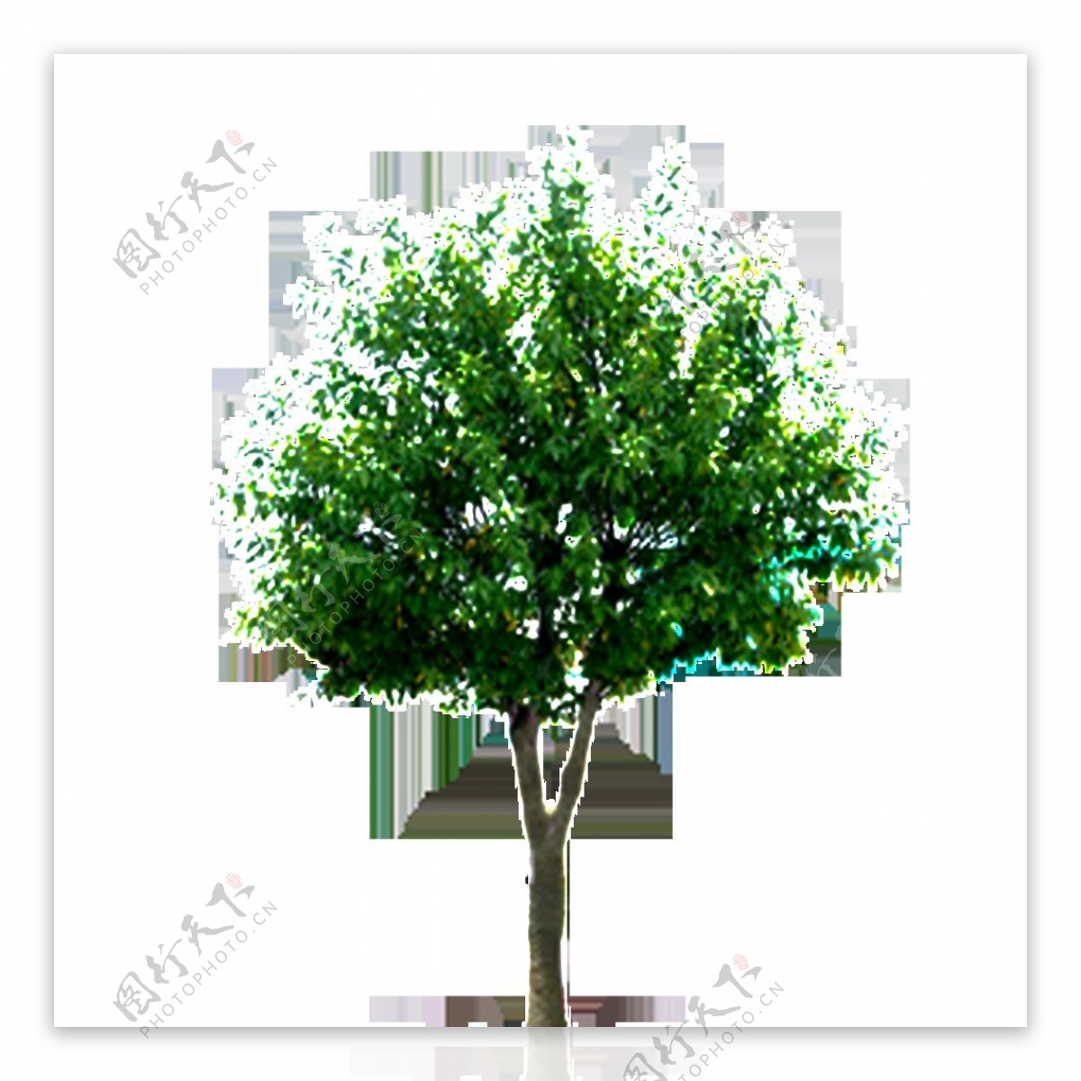 白蜡树绿植唯美素材园林