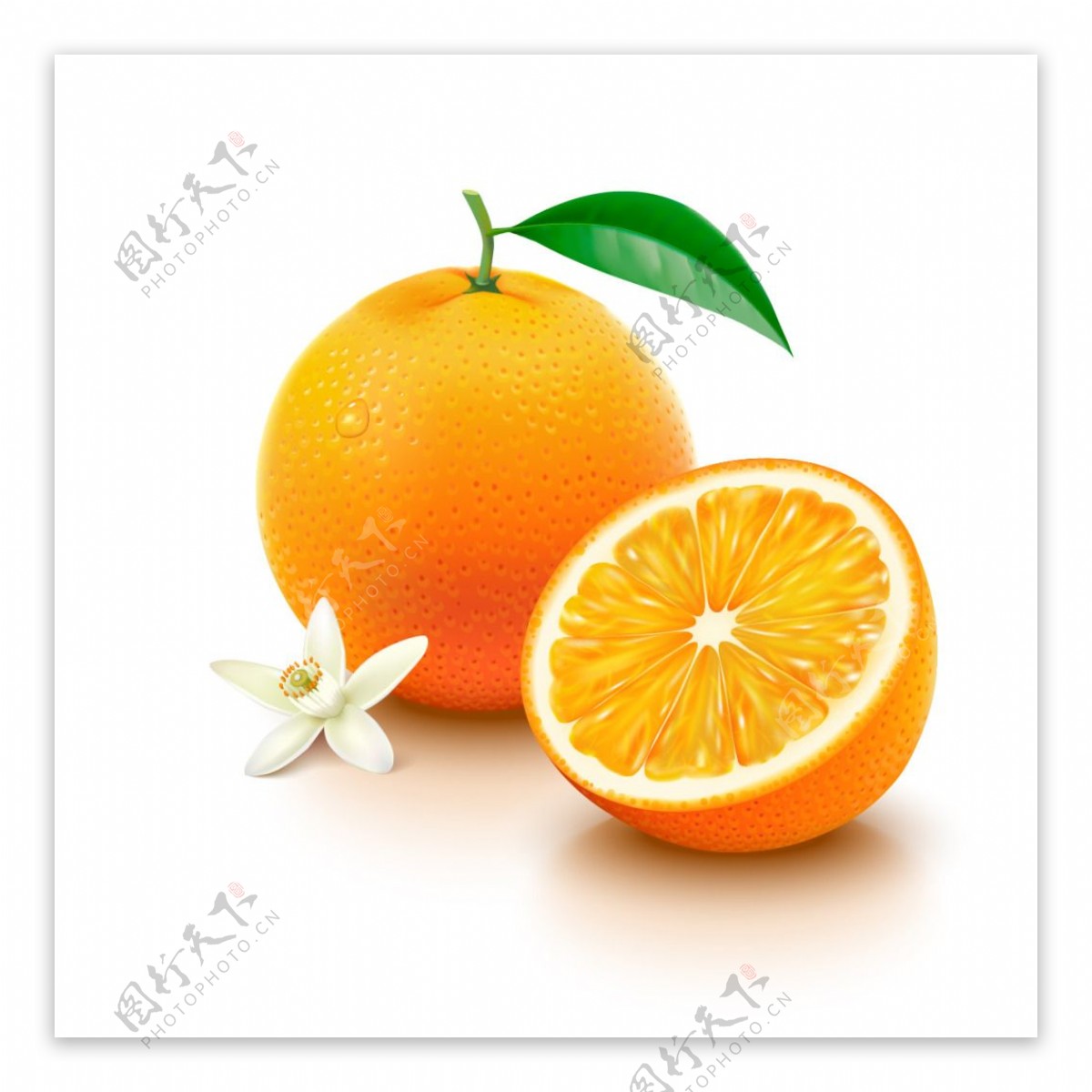 写实橙子