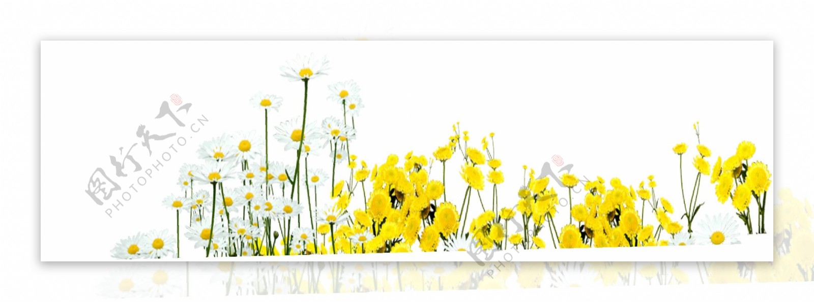 黄色花朵元素