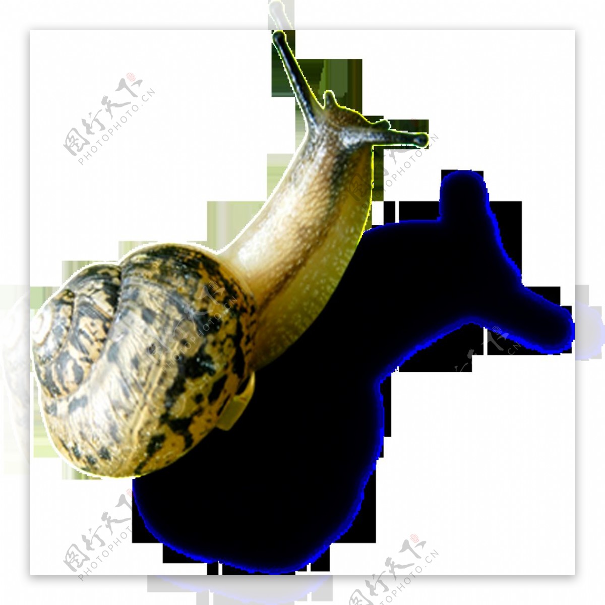 蜗牛摄影图__昆虫_生物世界_摄影图库_昵图网nipic.com