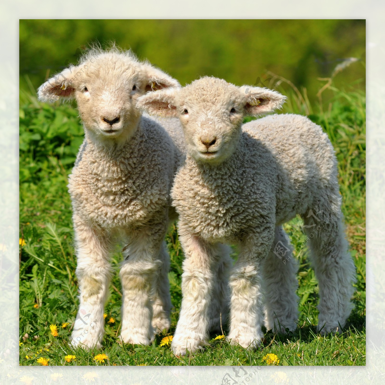 可爱的小羊羔图片