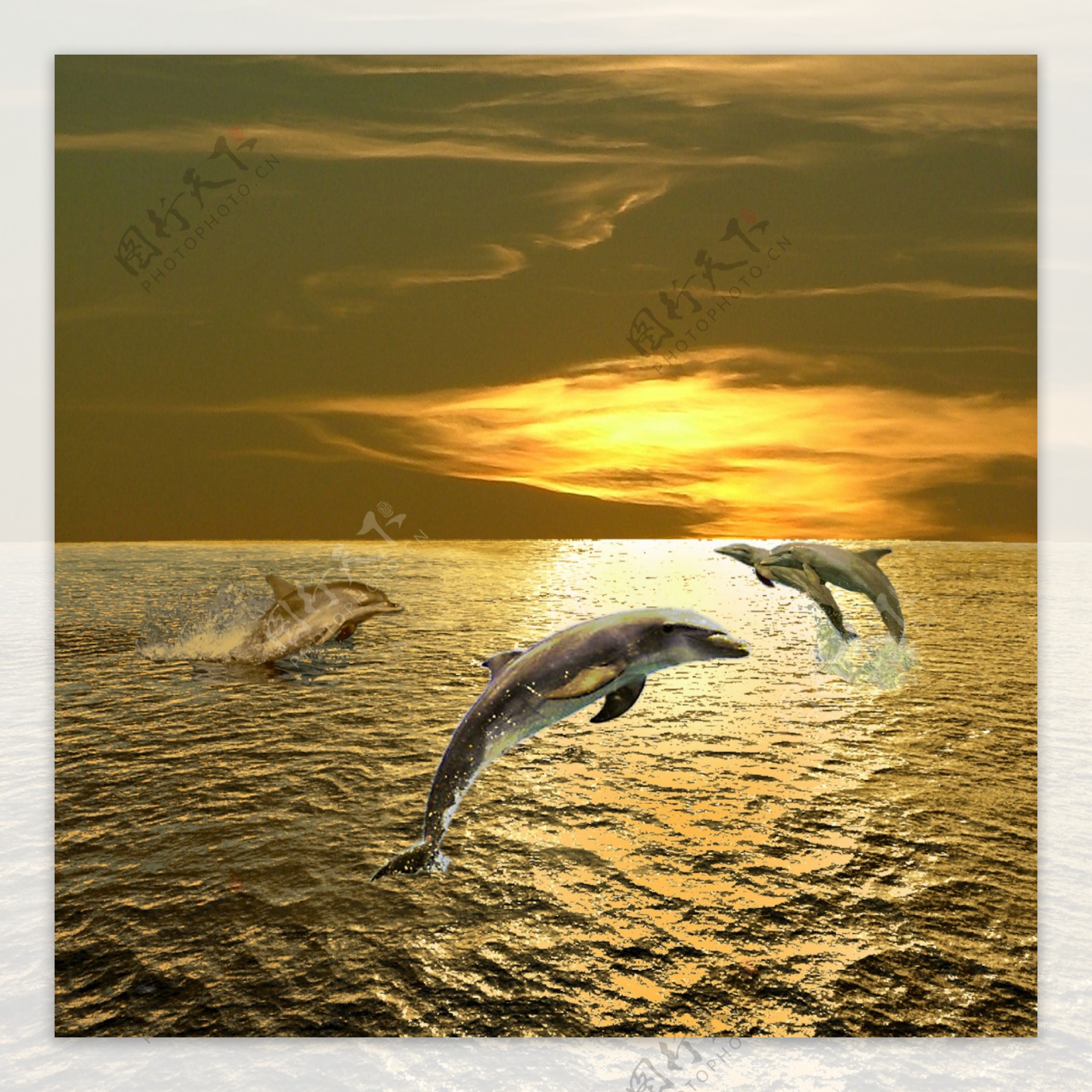 四个跳出海面的海豚图片