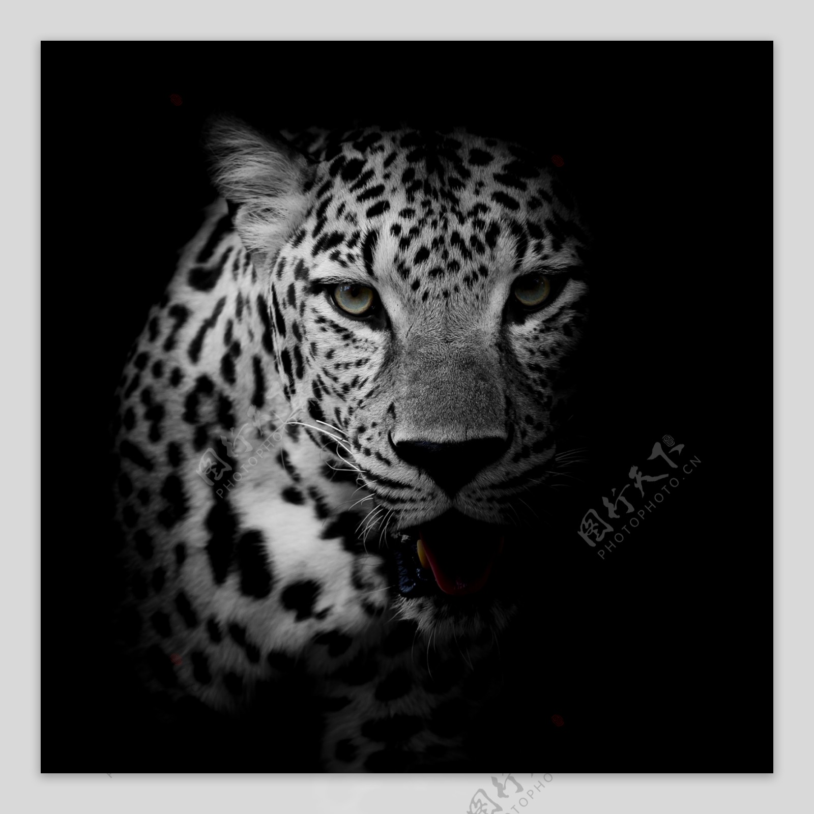 豹子黑白艺术照