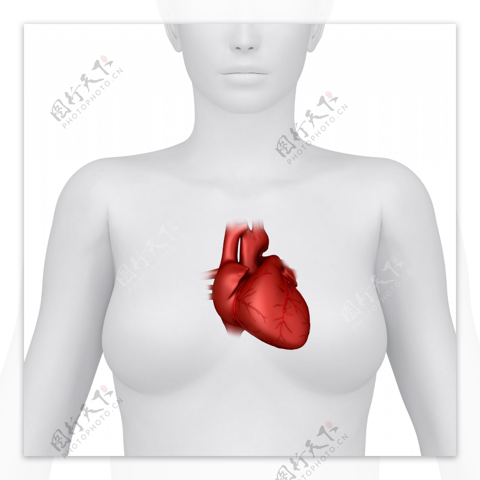 女性人体心脏器官图片