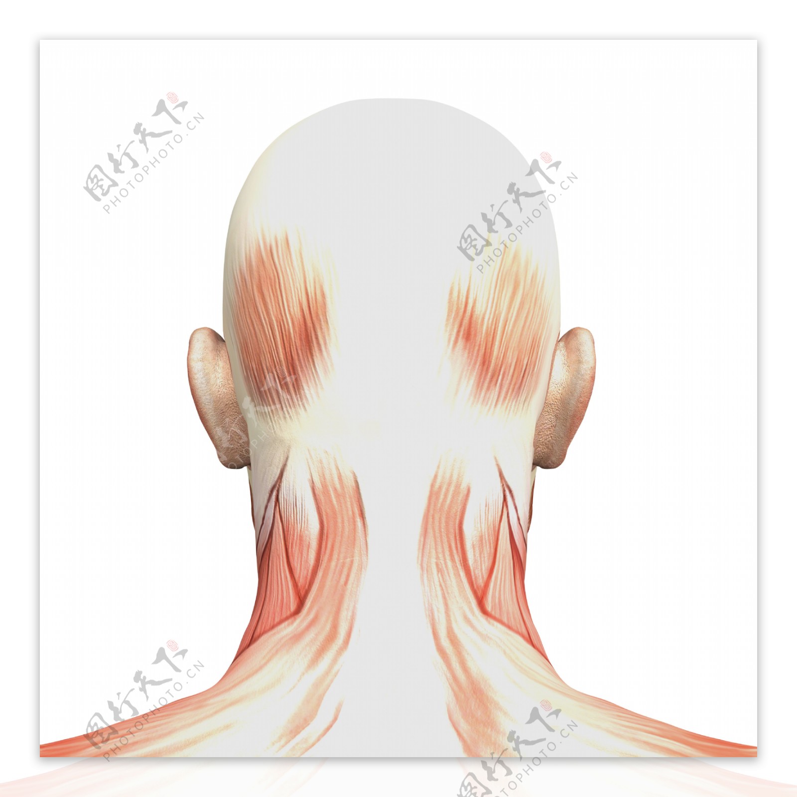 人体后颈部肌肉组织图片