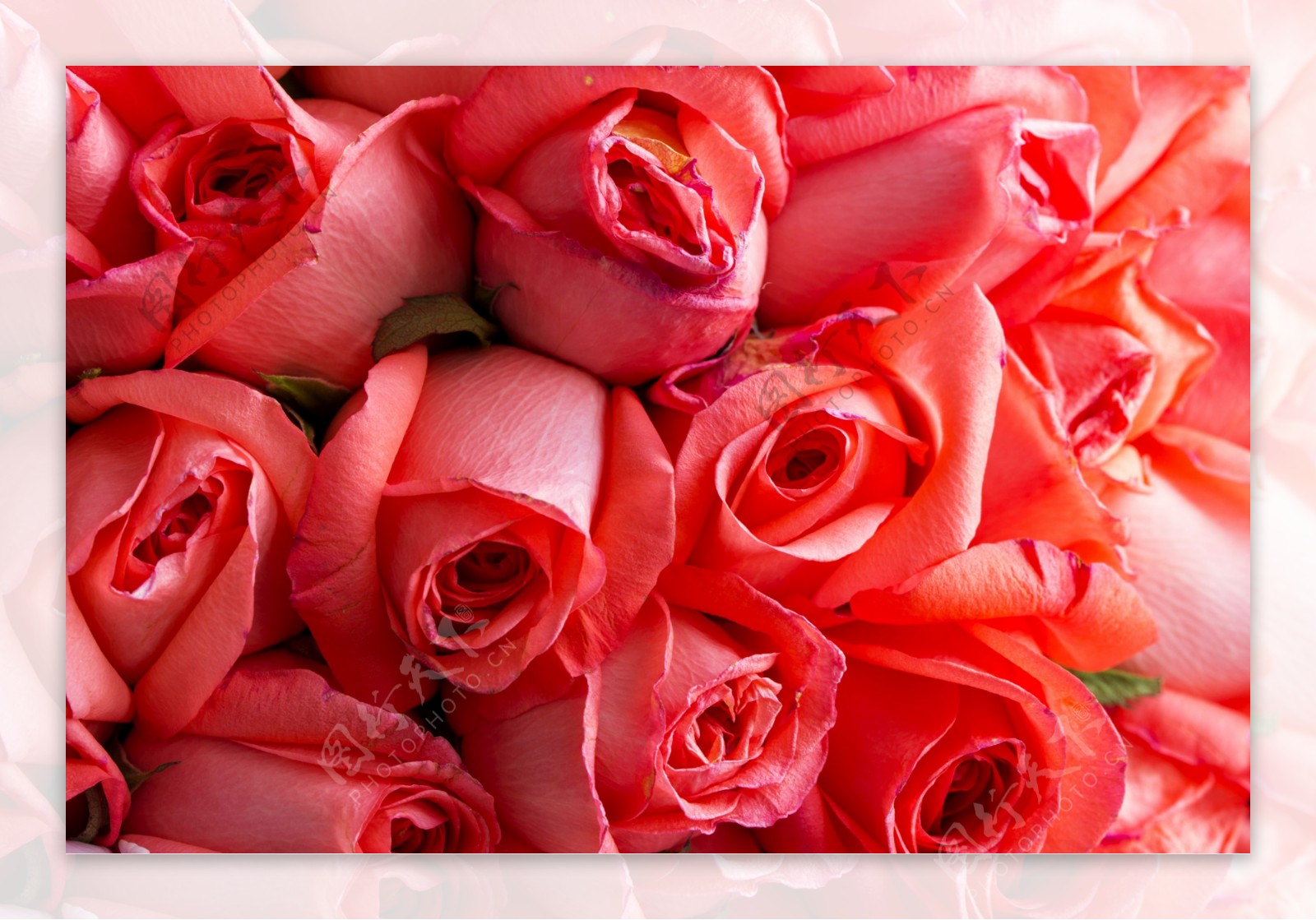 美丽的红色玫瑰花图片