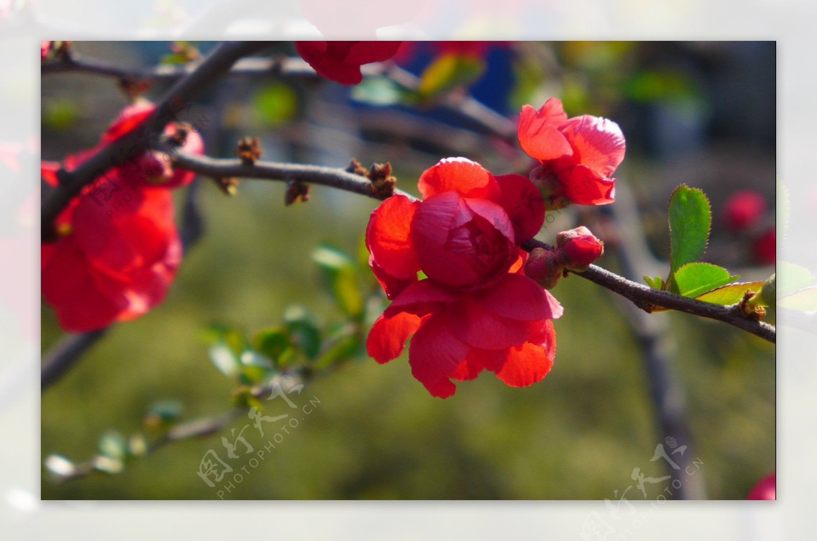 娇艳红色海棠花图片