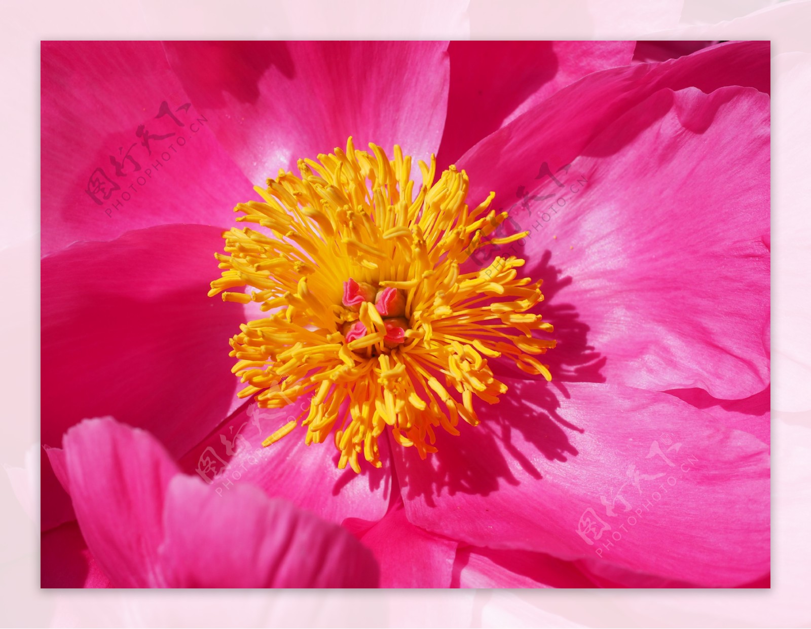 粉色牡丹花蕊图片