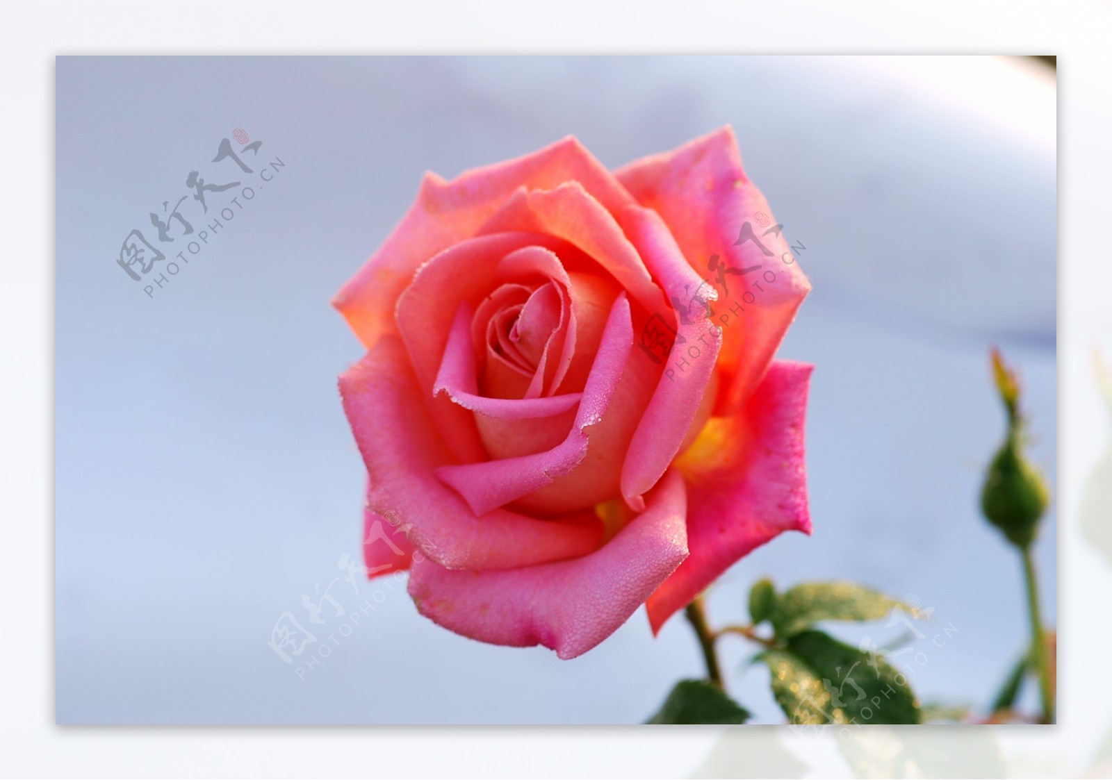 粉色玫瑰花图片图片