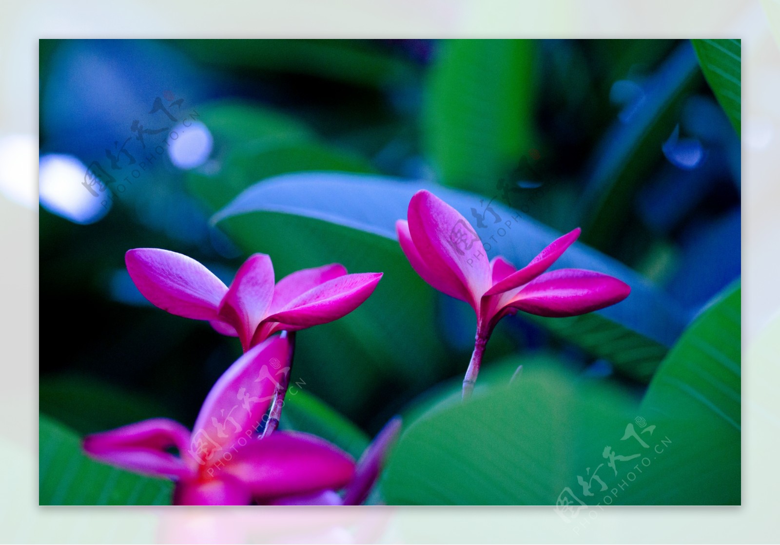 各种颜色的鸡蛋花