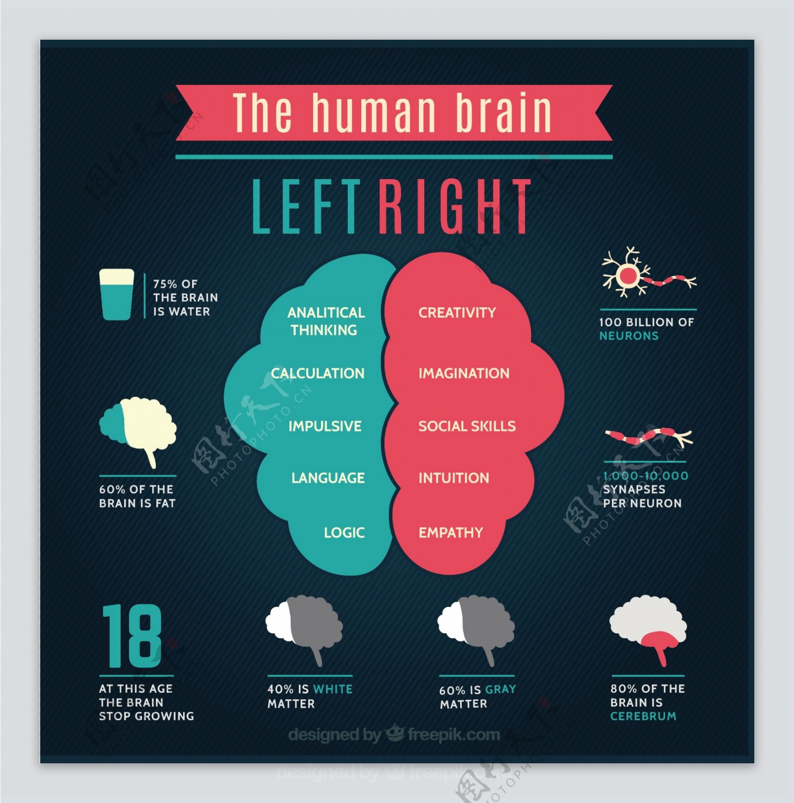 人类大脑的信息图表