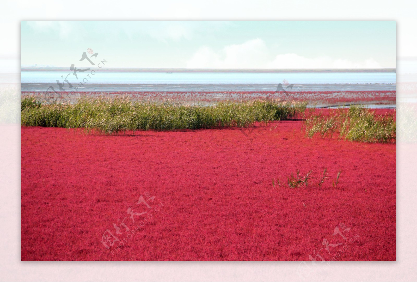 红海滩风光图片