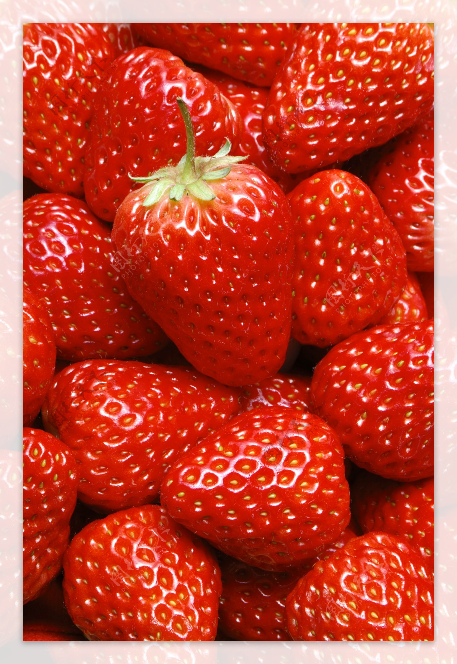 草莓057