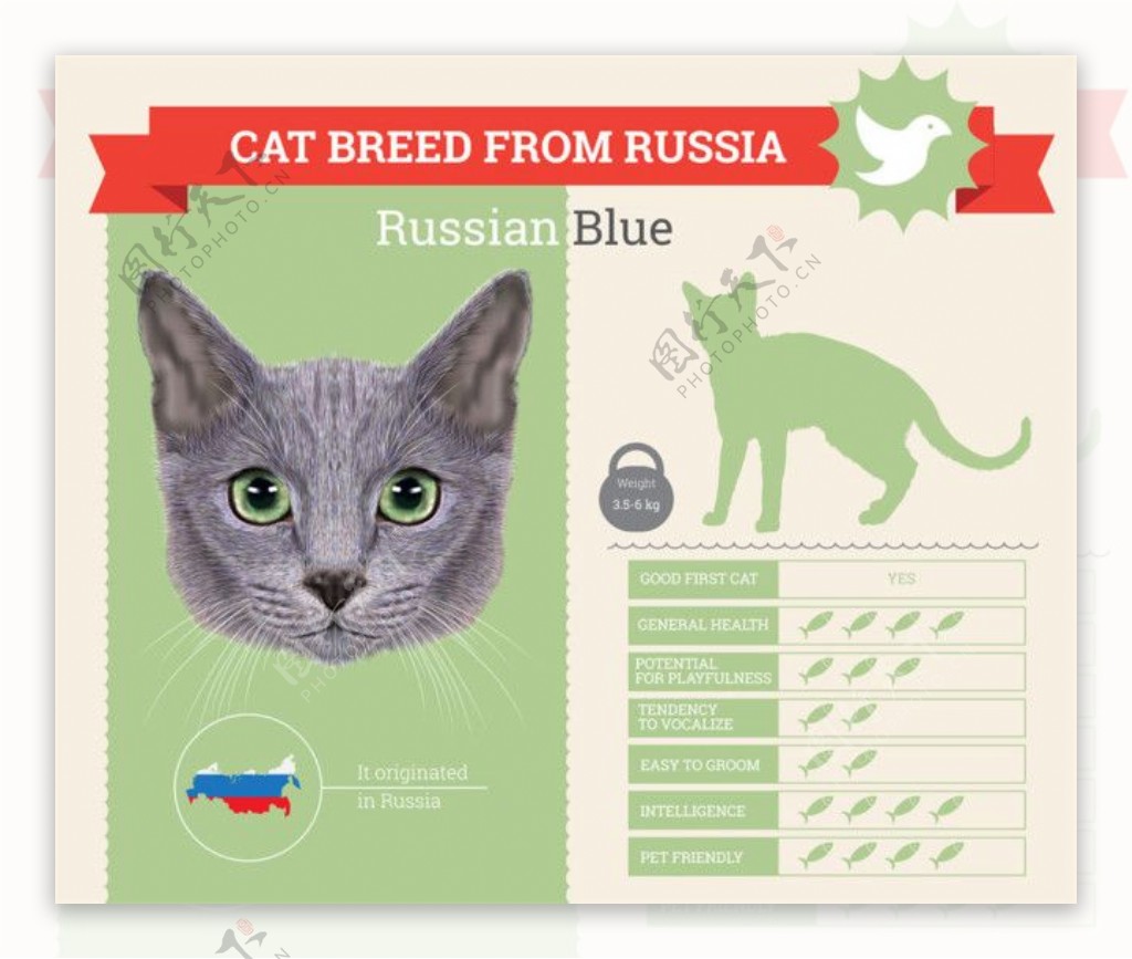 俄罗斯猫咪图表图片