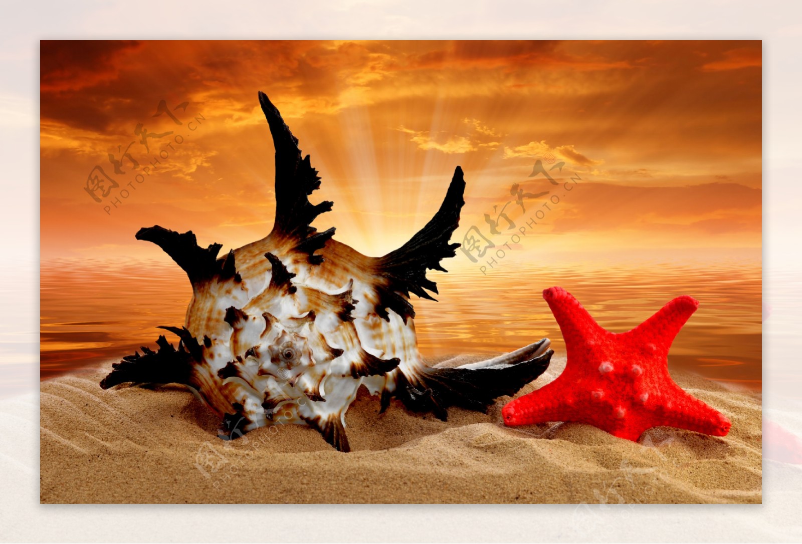 沙滩上的红色海星和海螺图片
