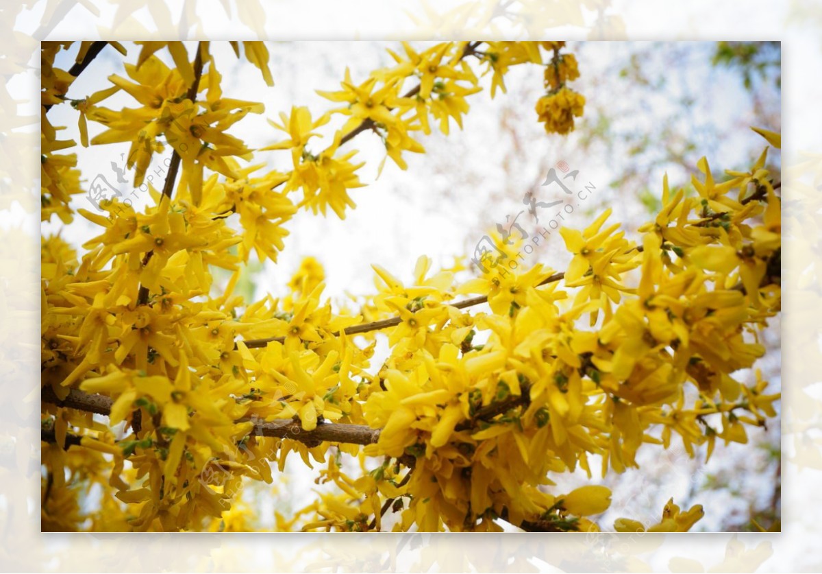 黄色迎春花图片