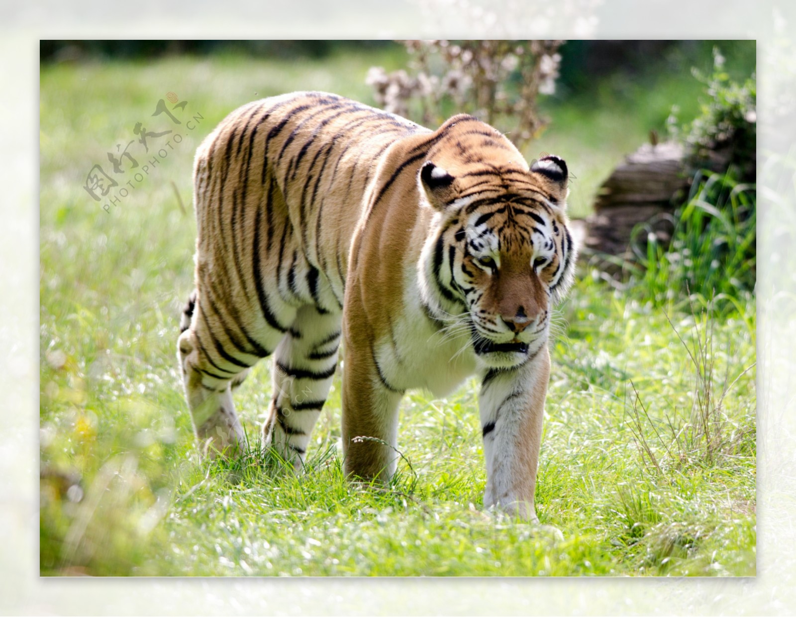 凶猛的老虎动物高清图片