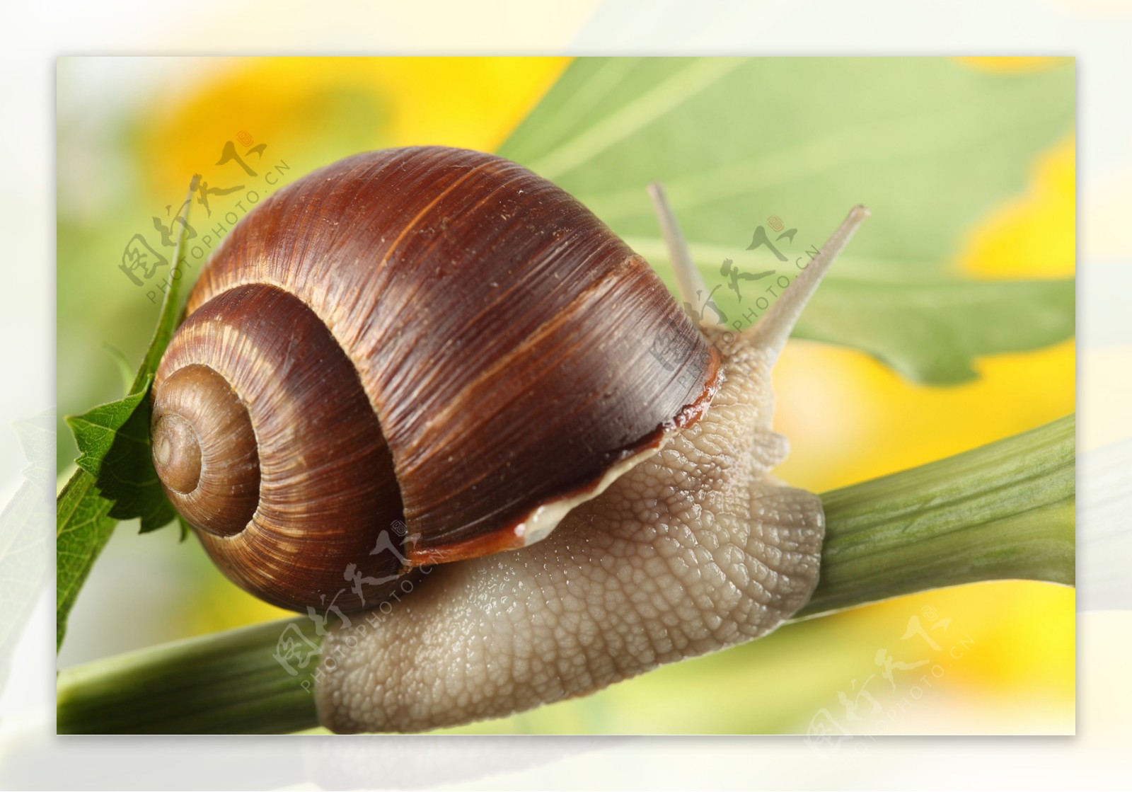 植物上的蜗牛图片素材-编号25001827-图行天下