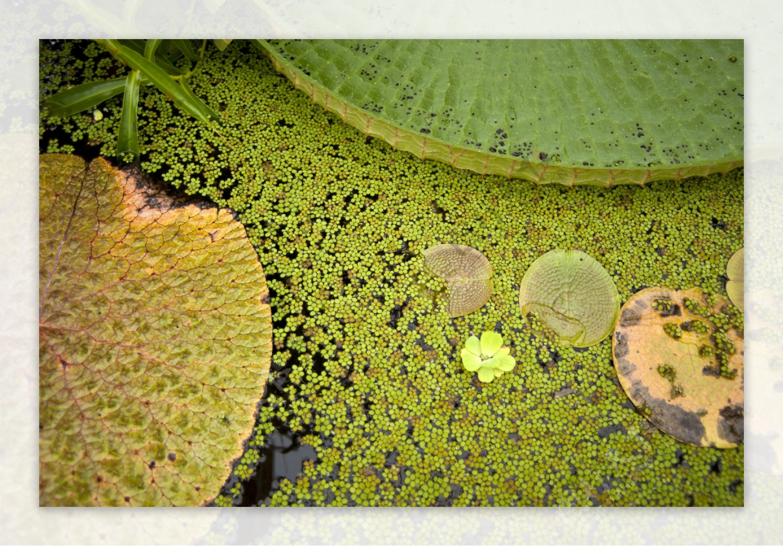 水生植物