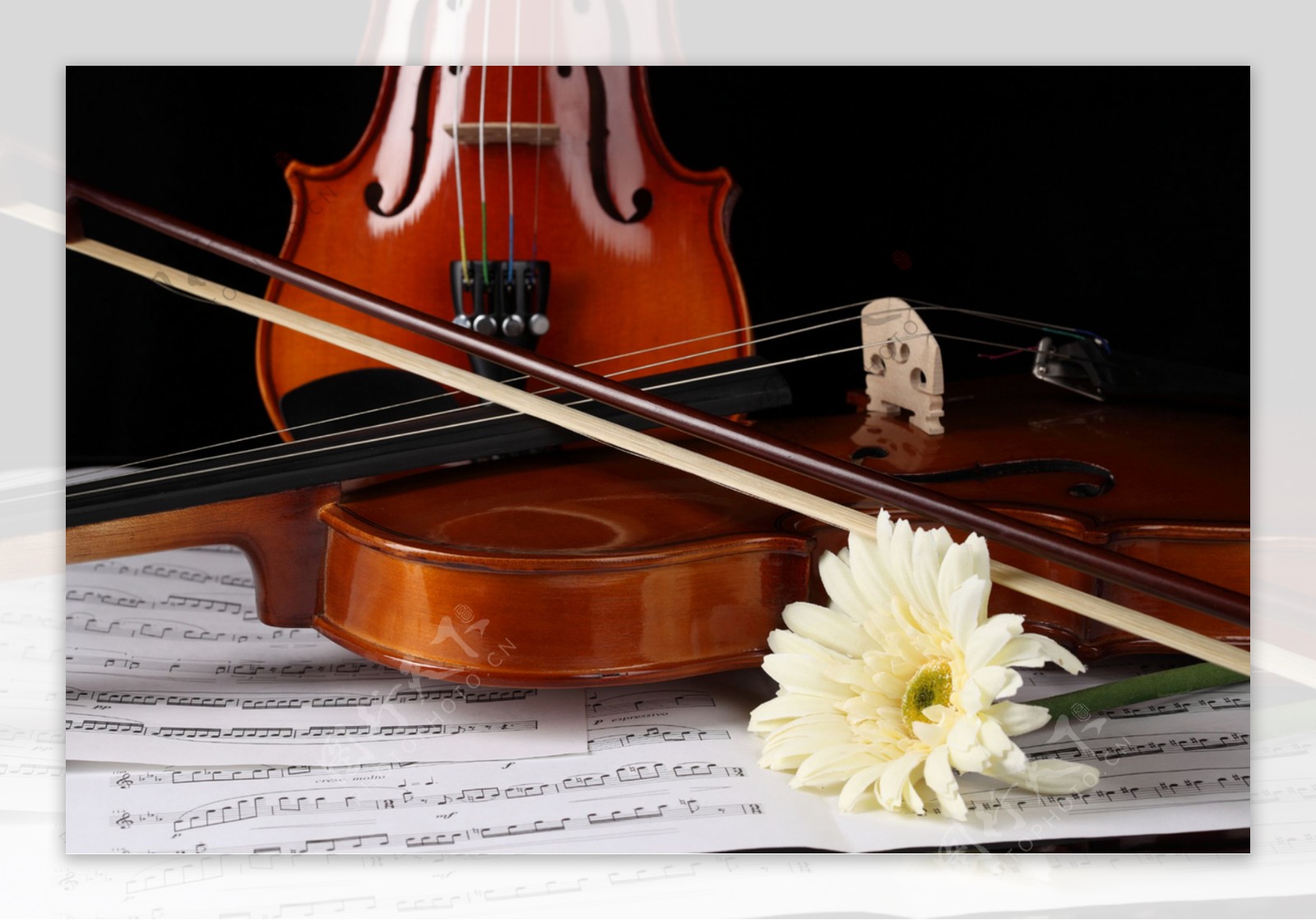 小提琴花朵摄影图片