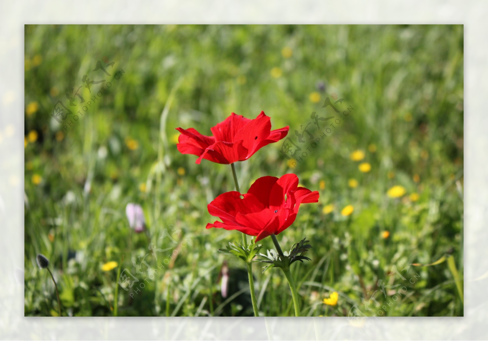 鲜艳红色罂粟花图片