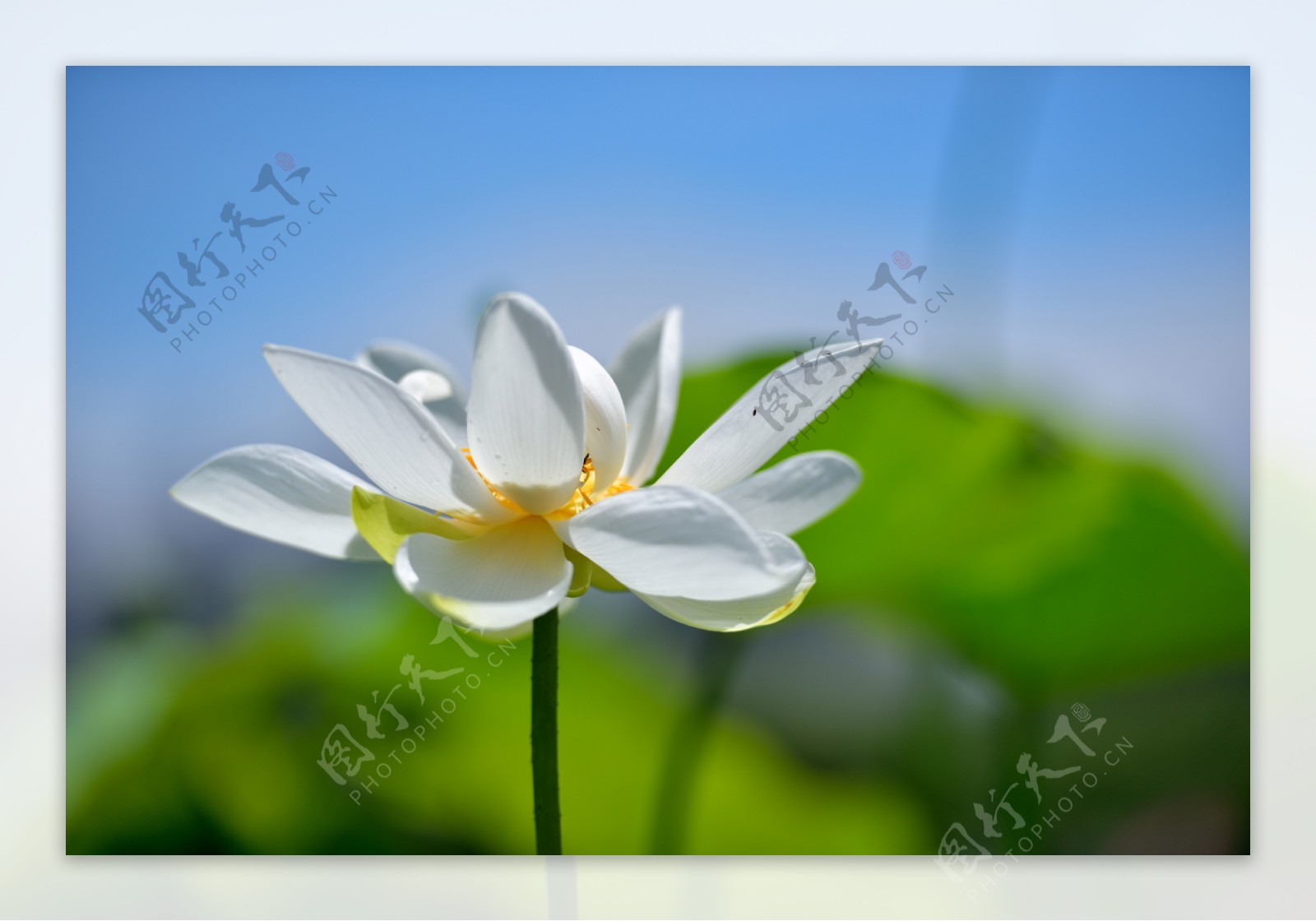 唯美白色莲花图片