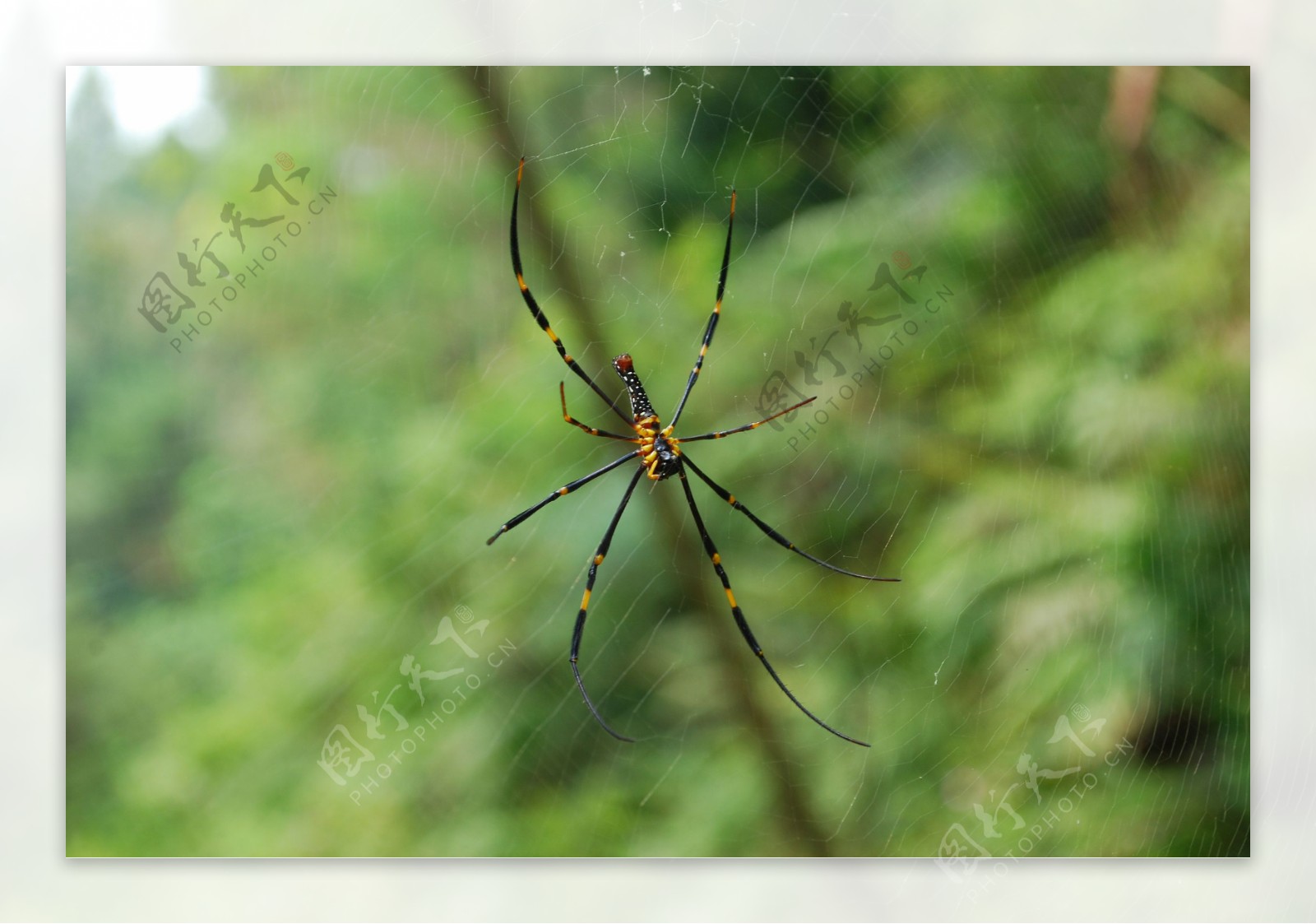丛林蜘蛛图片