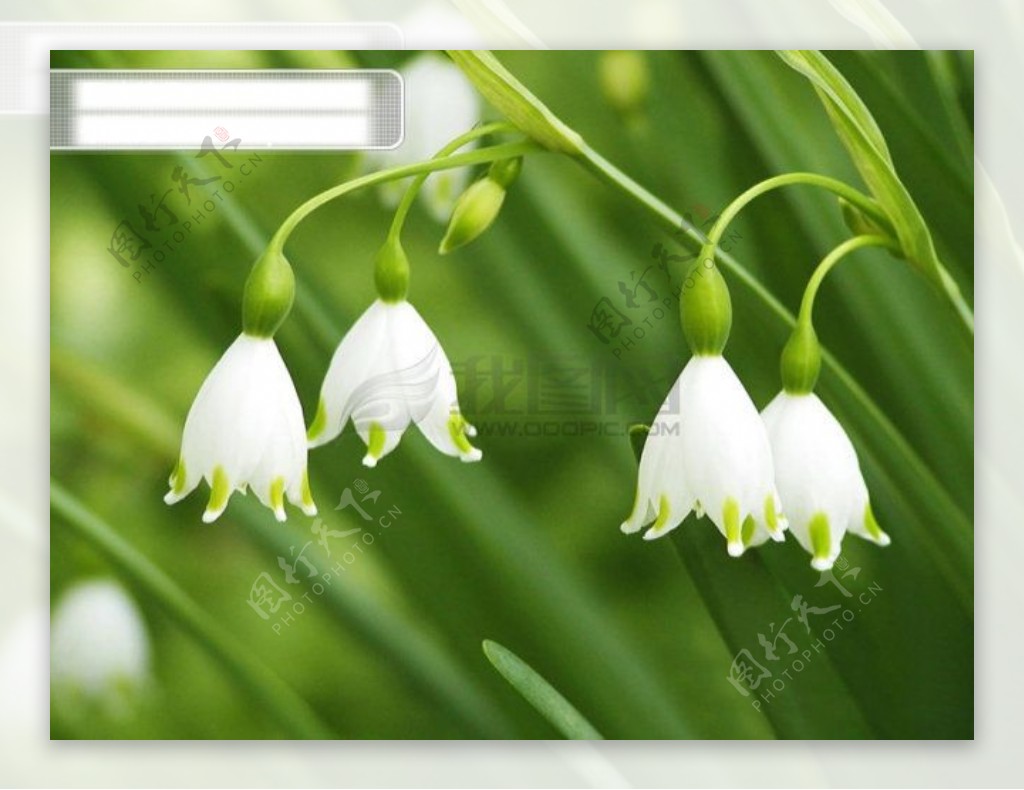 夏季绿色草本植物白色花朵铃兰