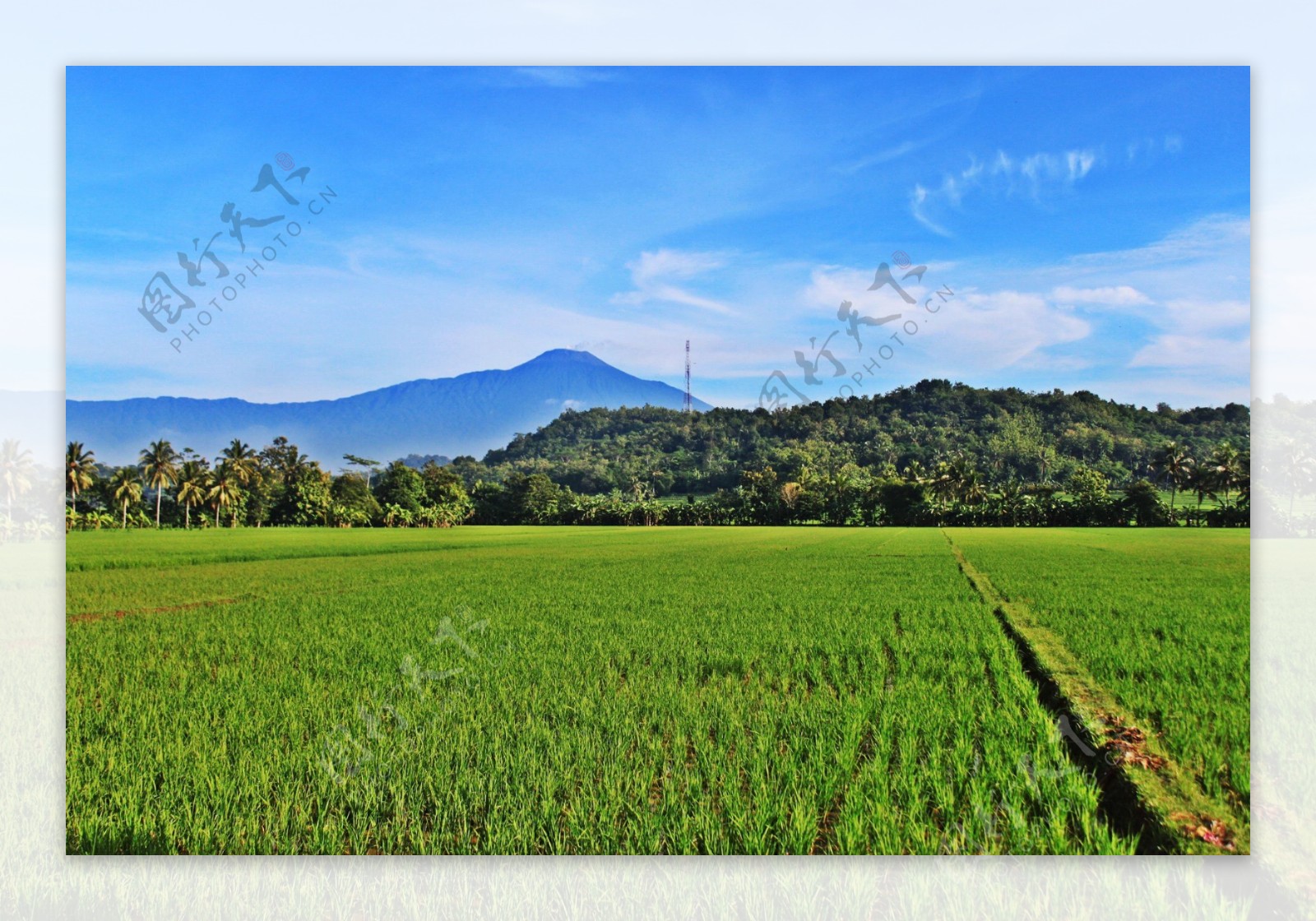 高清绿色稻田风景图片