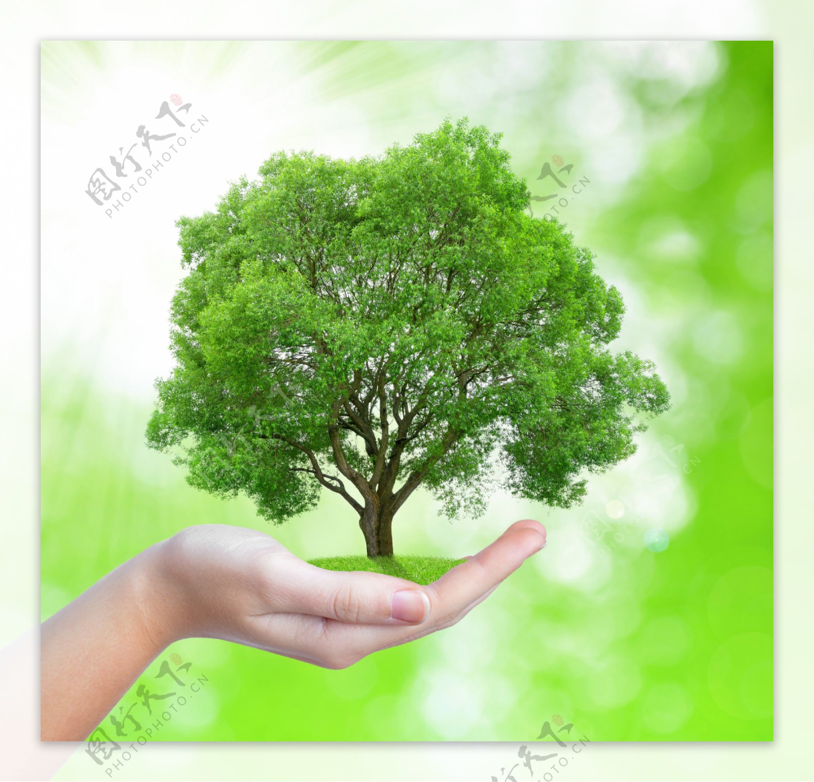 创意呵护树木手势高清图片