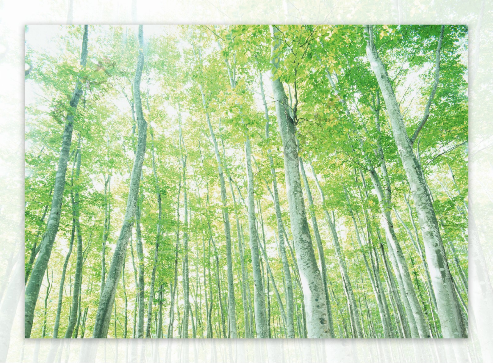 树林图片森林树木图片022
