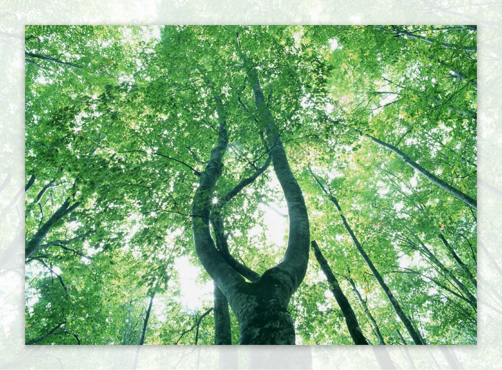 树林图片森林树木图片008