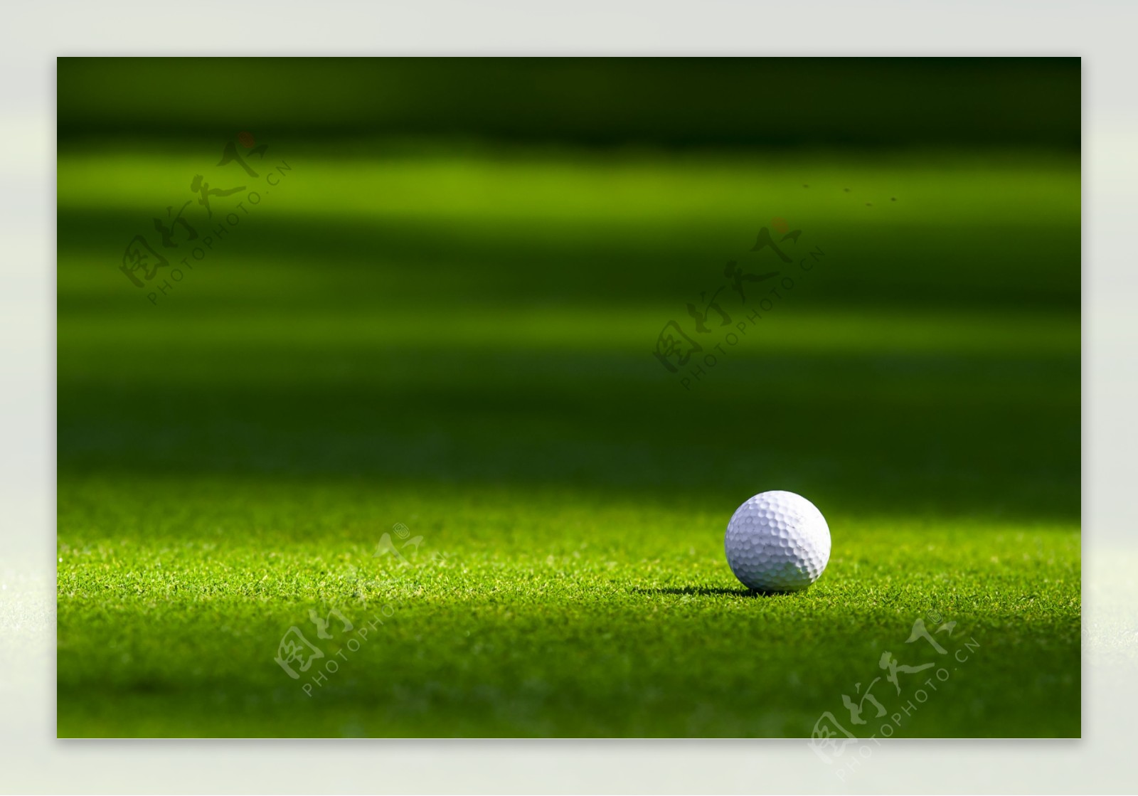 草地上的高尔夫球写真