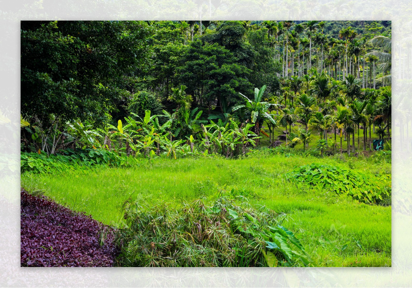 呀诺达雨林植物图片