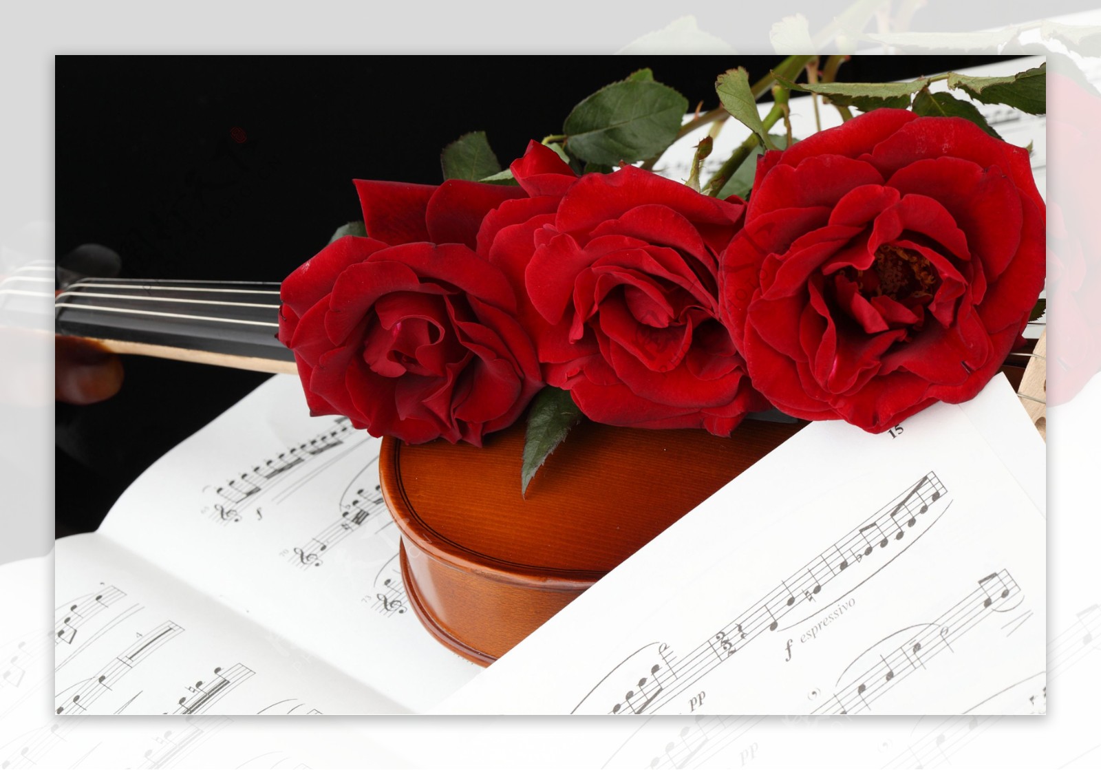 小提琴玫瑰花与乐谱图片