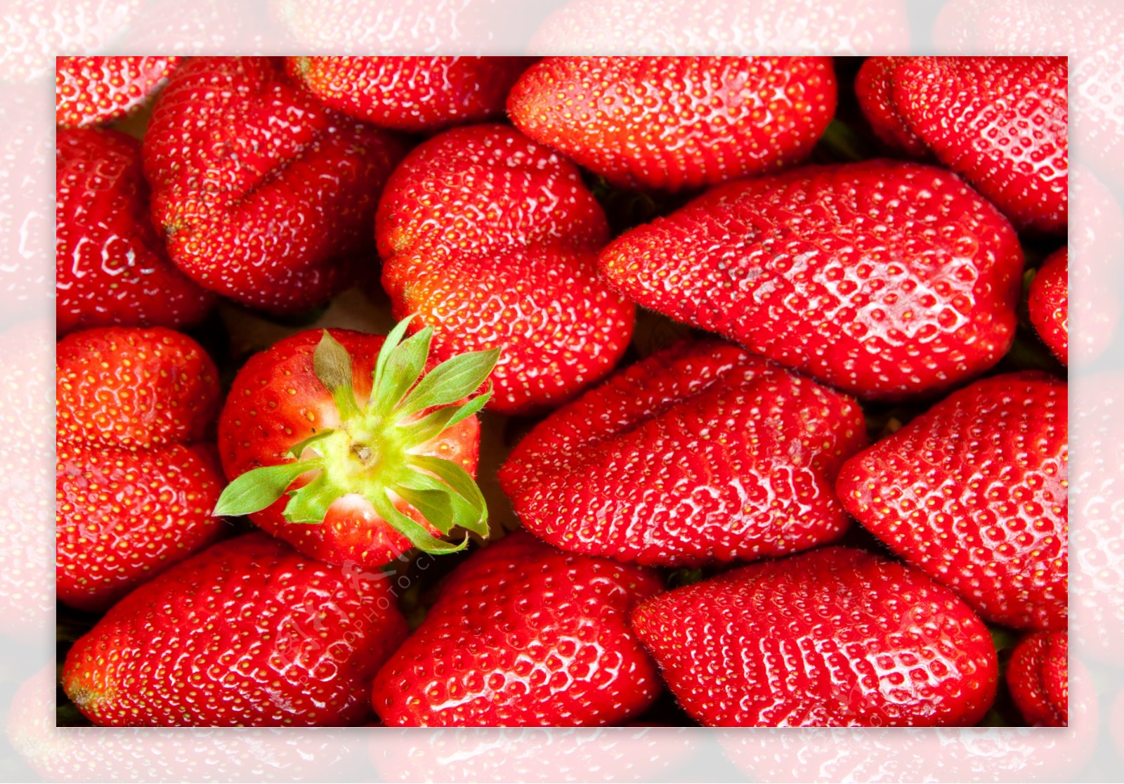 新鲜草莓背景