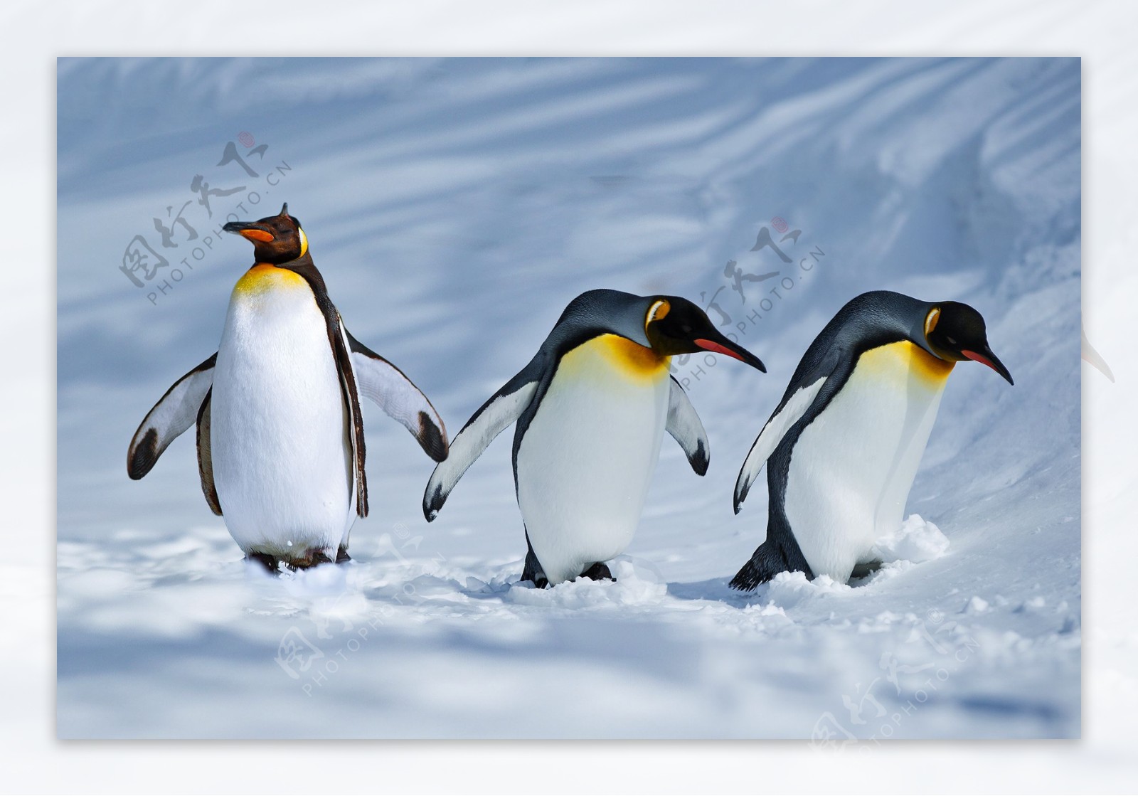 雪地里企鹅图片